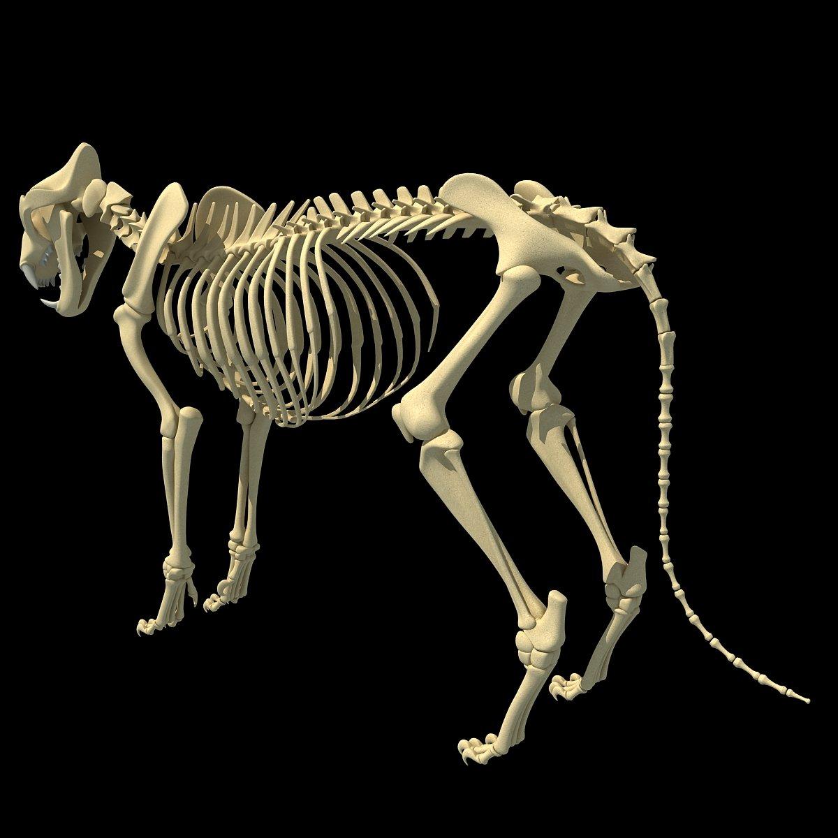 Animal Skeleton Wallpapers Top Free Animal Skeleton Backgrounds