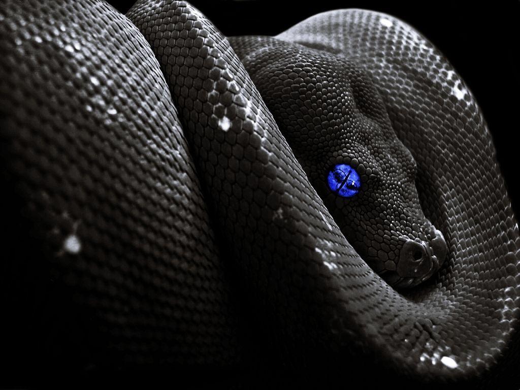 Scary Snake Wallpapers Top Free Scary Snake Backgrounds WallpaperAccess