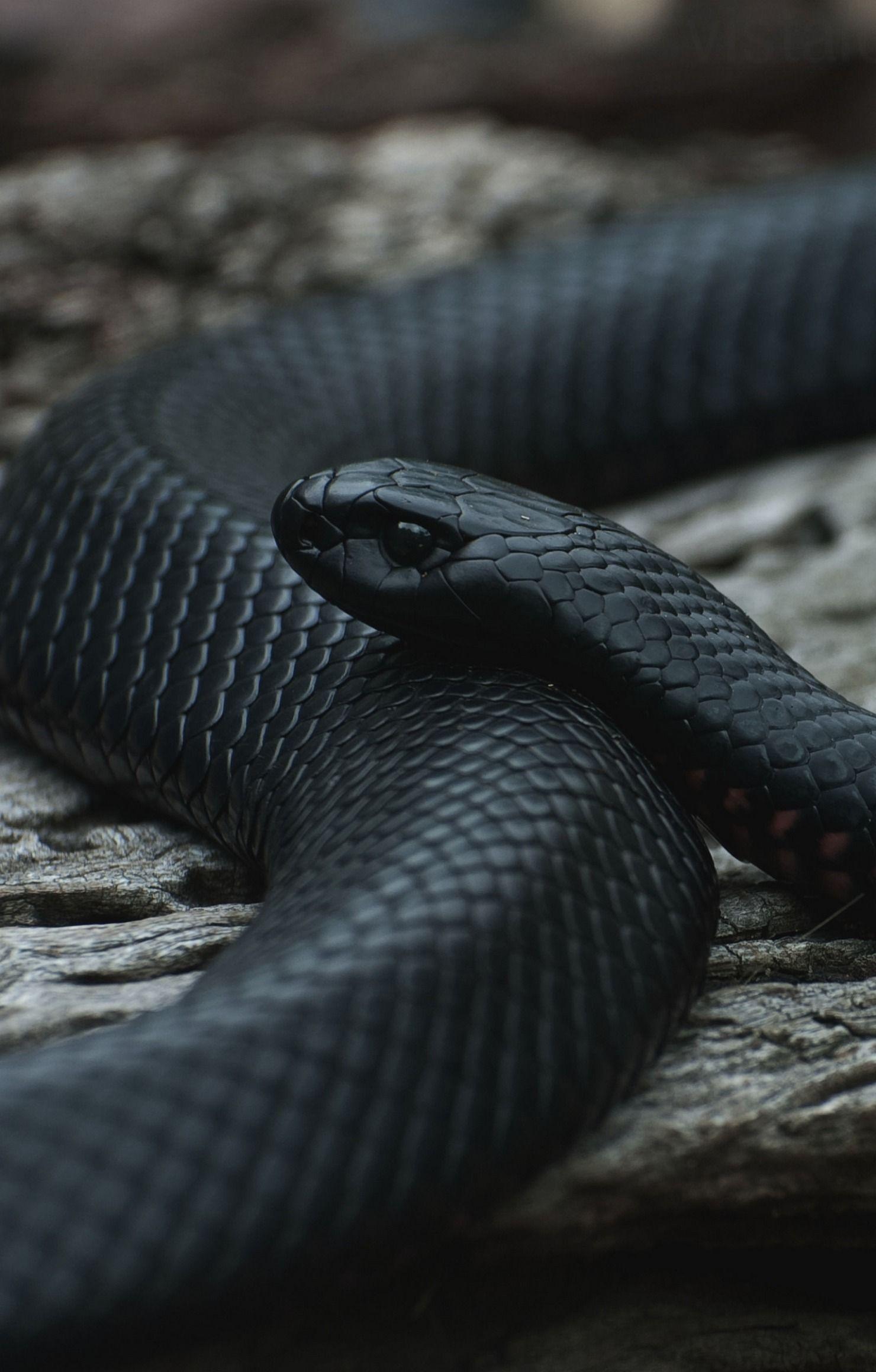 Black Snake HD Wallpapers Top Free Black Snake HD Backgrounds