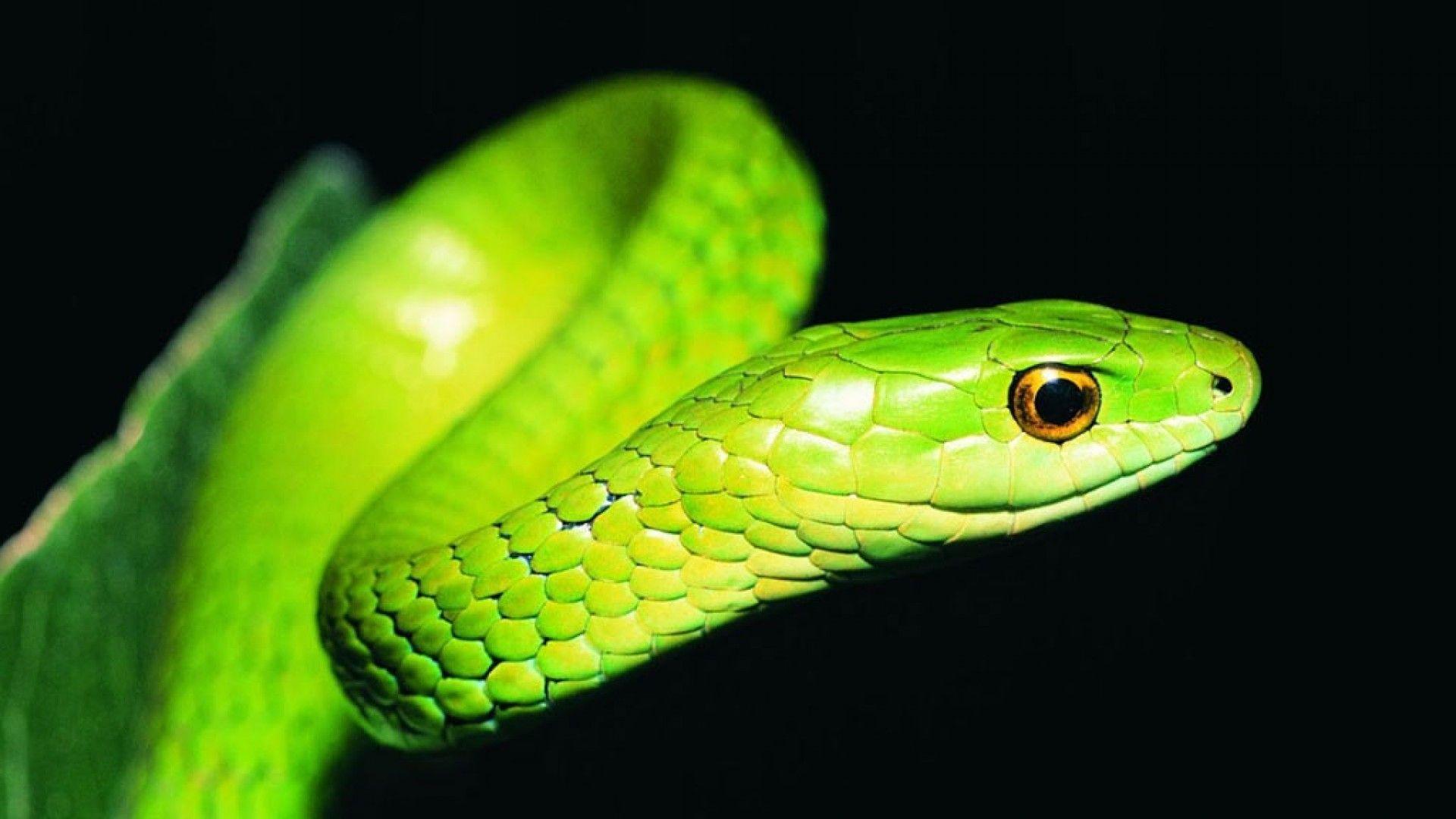 Green and Black Snake Wallpapers Top Free Green and Black Snake