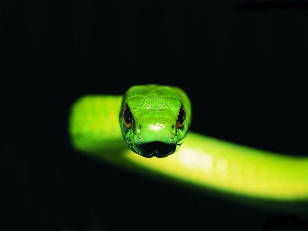 Green and Black Snake Wallpapers Top Free Green and Black Snake