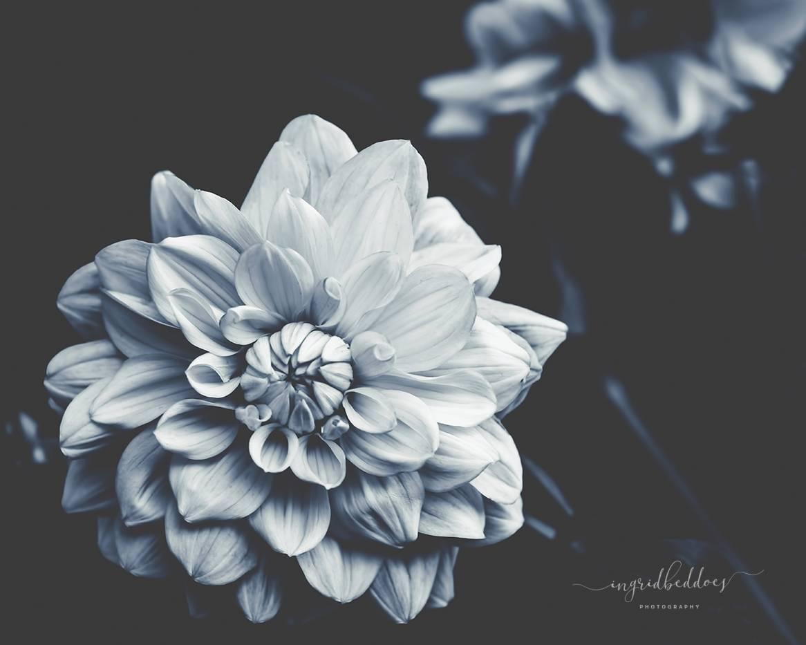 Blue Dahlia Wallpapers Top Free Blue Dahlia Backgrounds WallpaperAccess