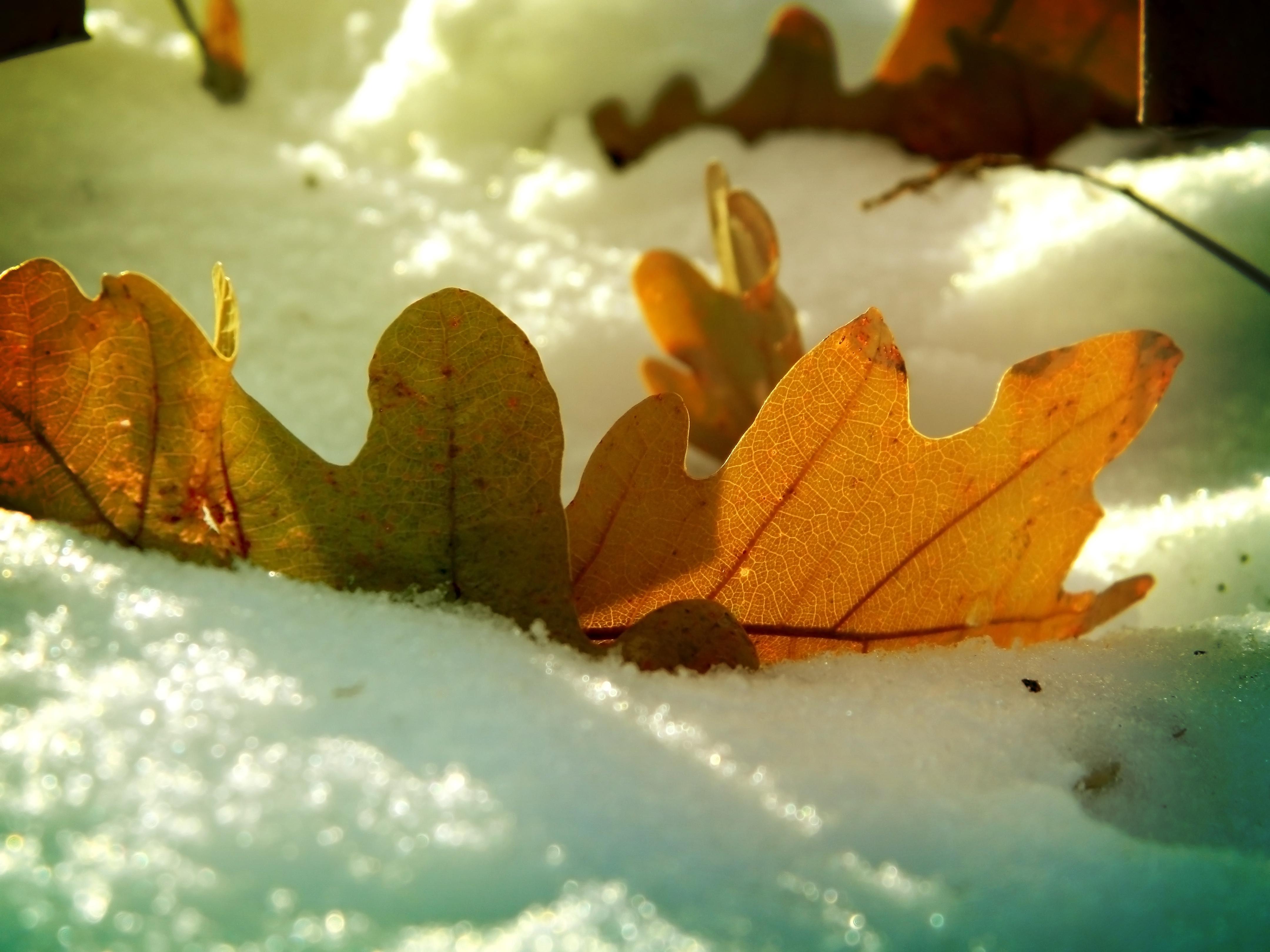 Winter Leaves Wallpapers Top Free Winter Leaves Backgrounds