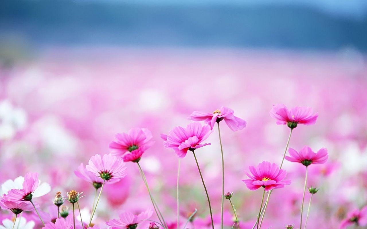 Kawaii Flower Wallpapers Top Free Kawaii Flower Backgrounds