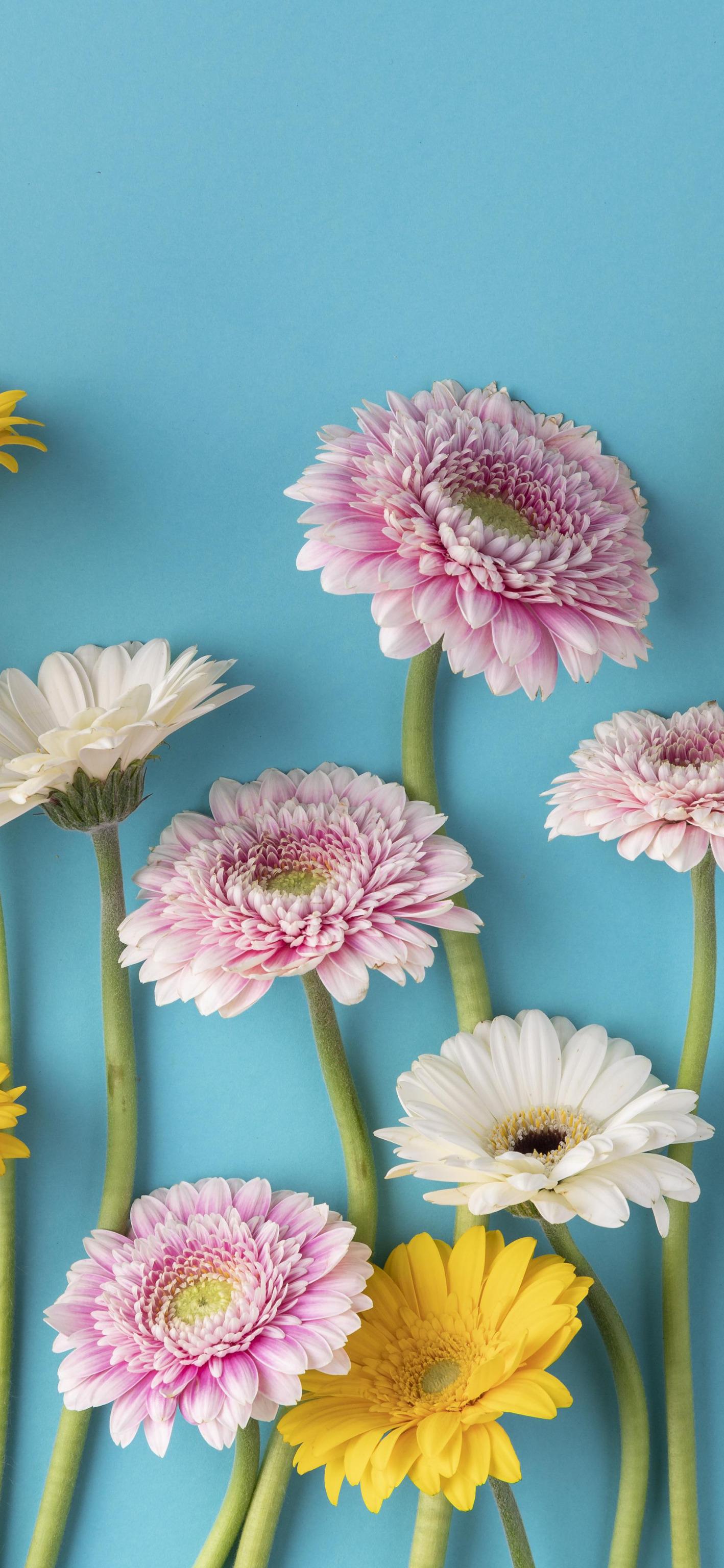 Kawaii Flower Wallpapers Top Free Kawaii Flower Backgrounds