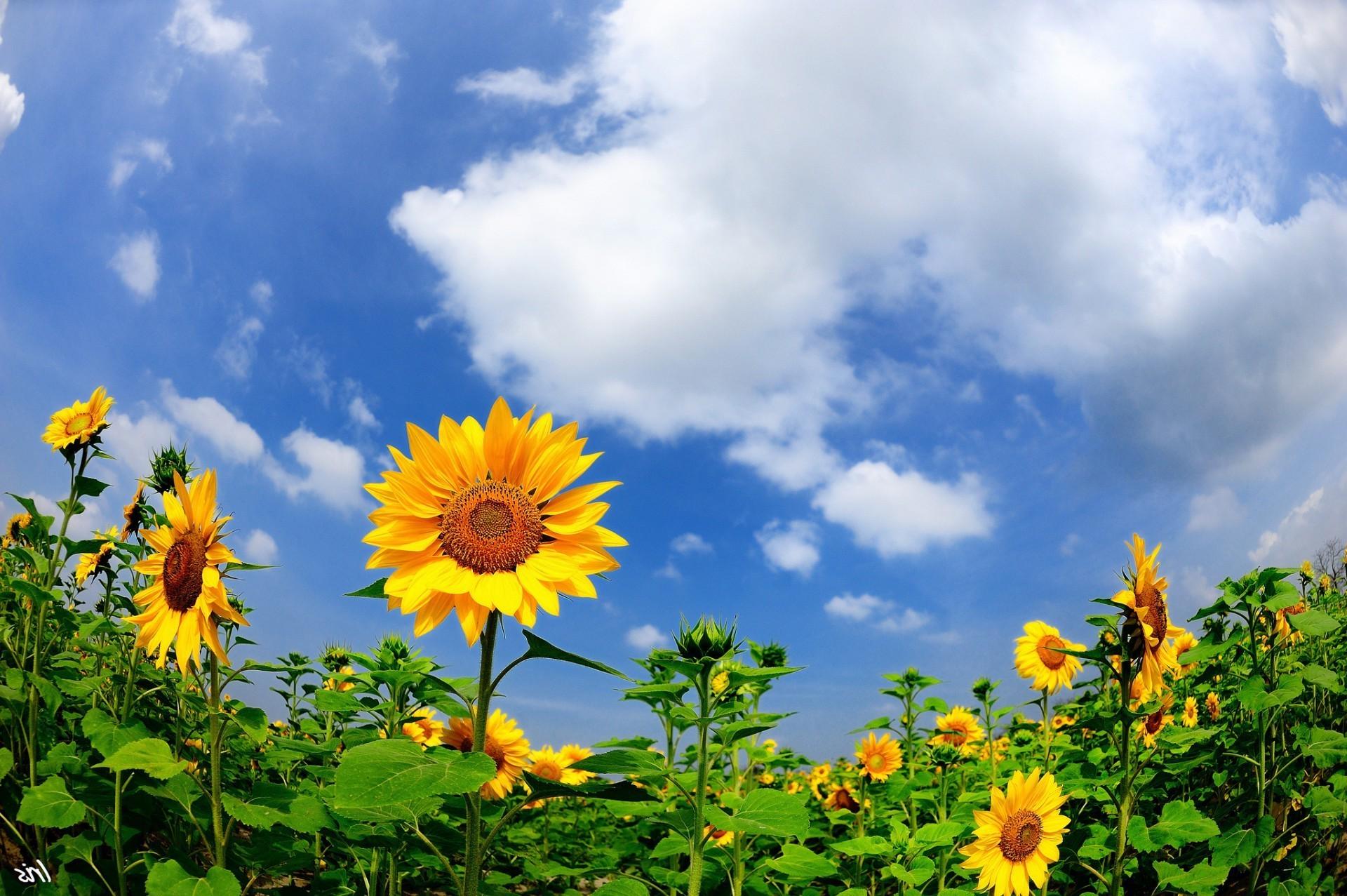 Sunny Flower Wallpapers Top Free Sunny Flower Backgrounds