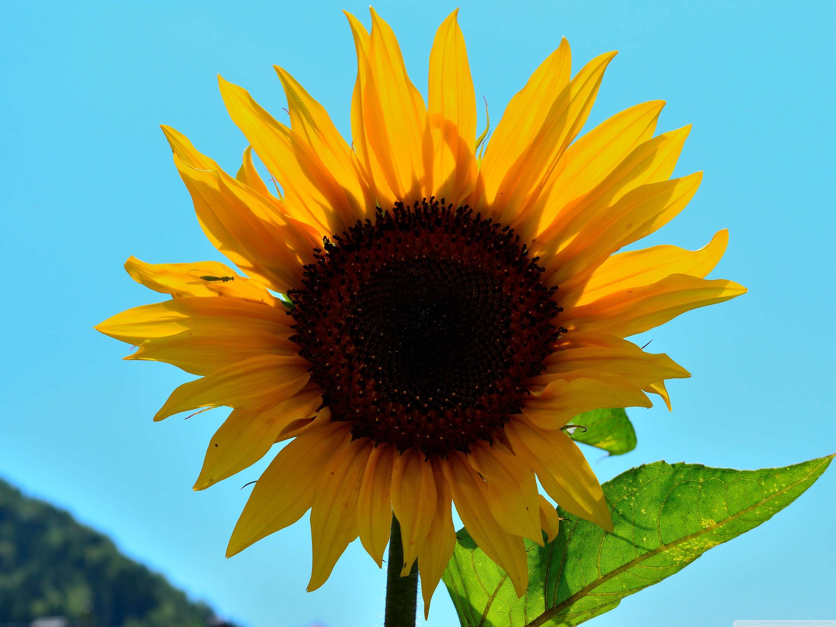 Sunny Flower Wallpapers Top Free Sunny Flower Backgrounds