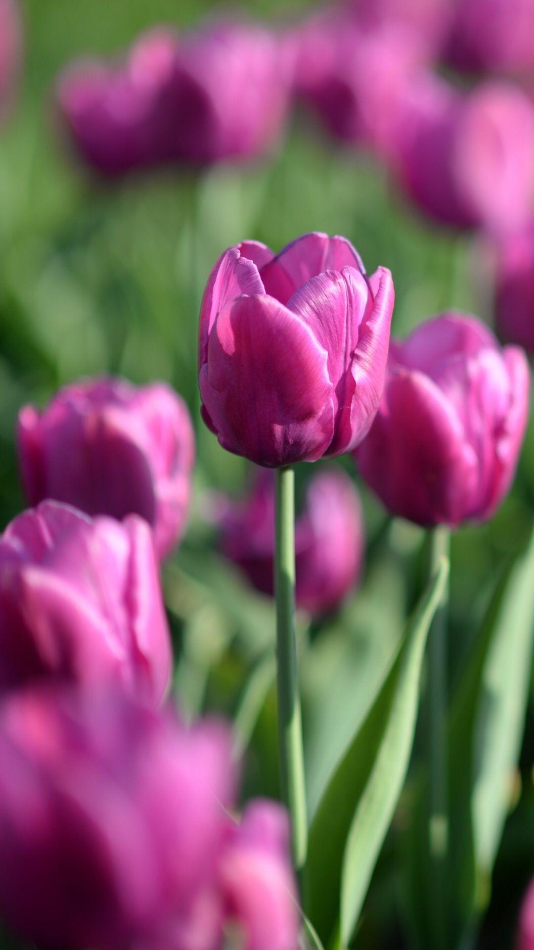 Beautiful Flower iPhone Wallpapers Top Free Beautiful Flower iPhone