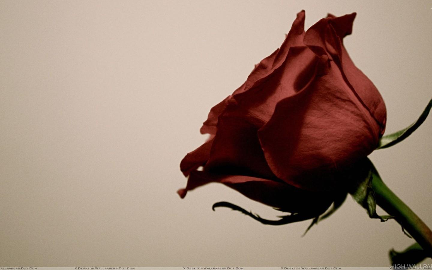Old Rose Wallpapers Top Free Old Rose Backgrounds WallpaperAccess