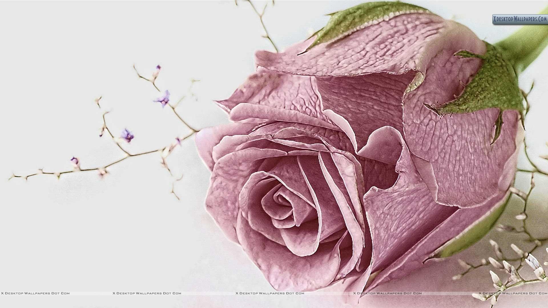 Old Rose Wallpapers Top Free Old Rose Backgrounds WallpaperAccess