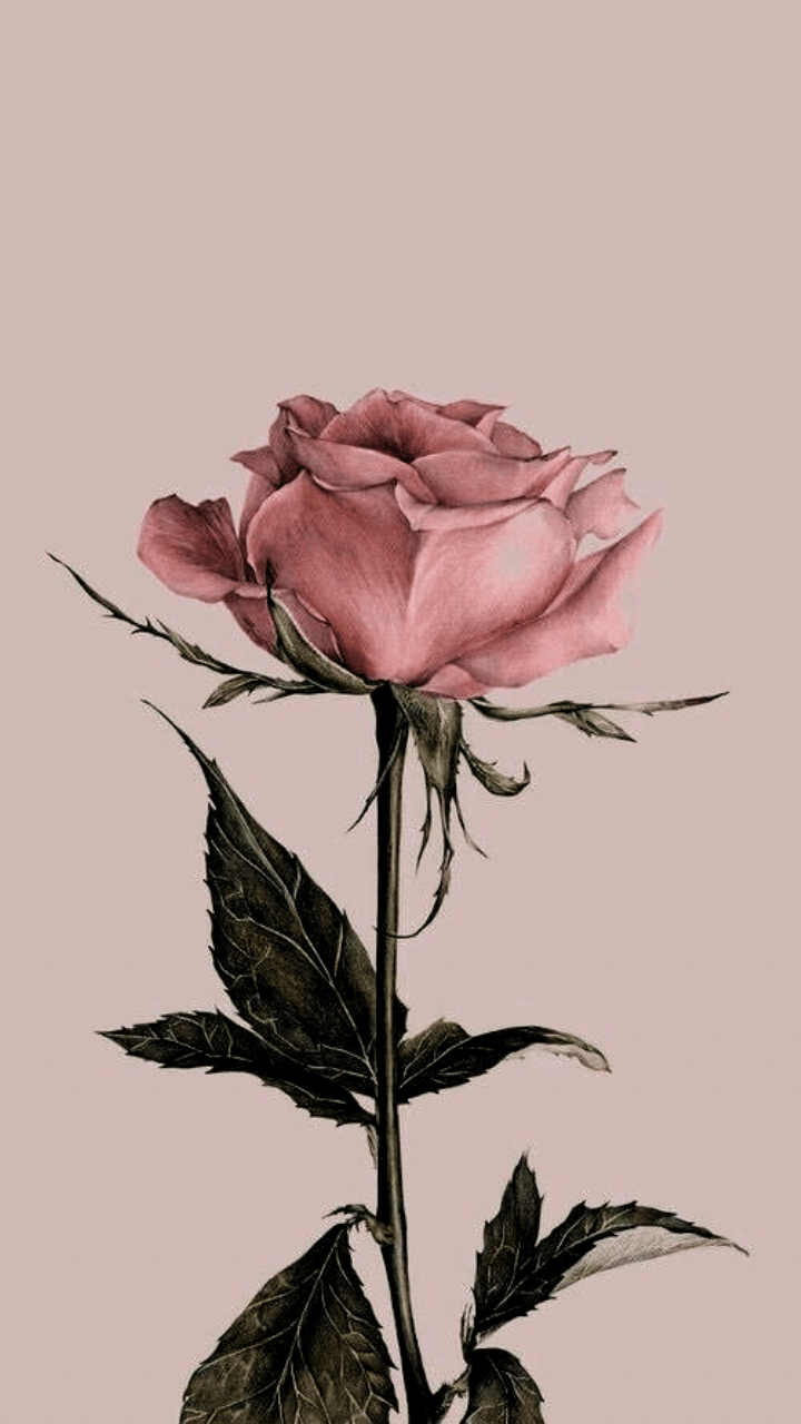 Old Rose Wallpapers Top Free Old Rose Backgrounds WallpaperAccess