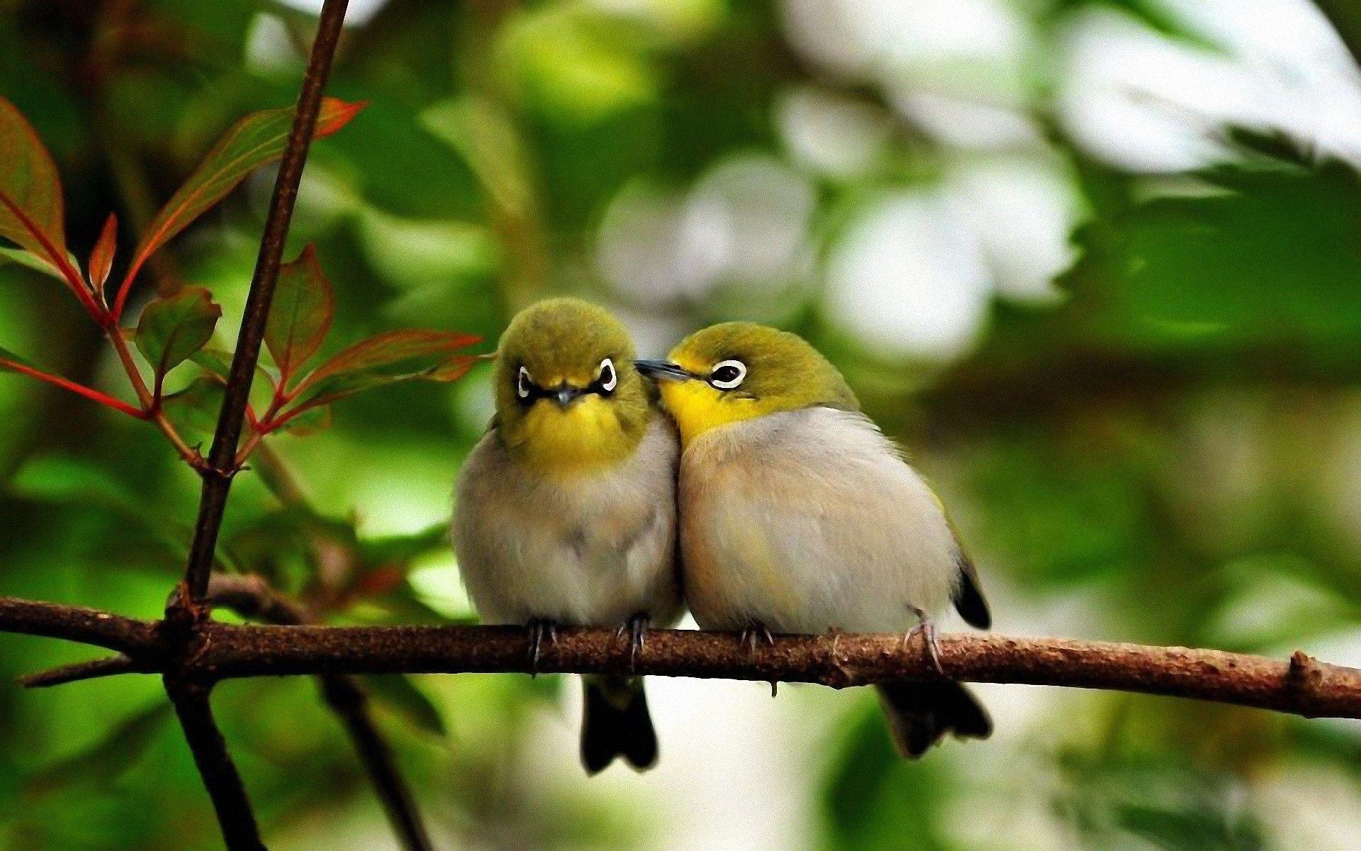 Birds Nature Wallpapers Top Free Birds Nature Backgrounds