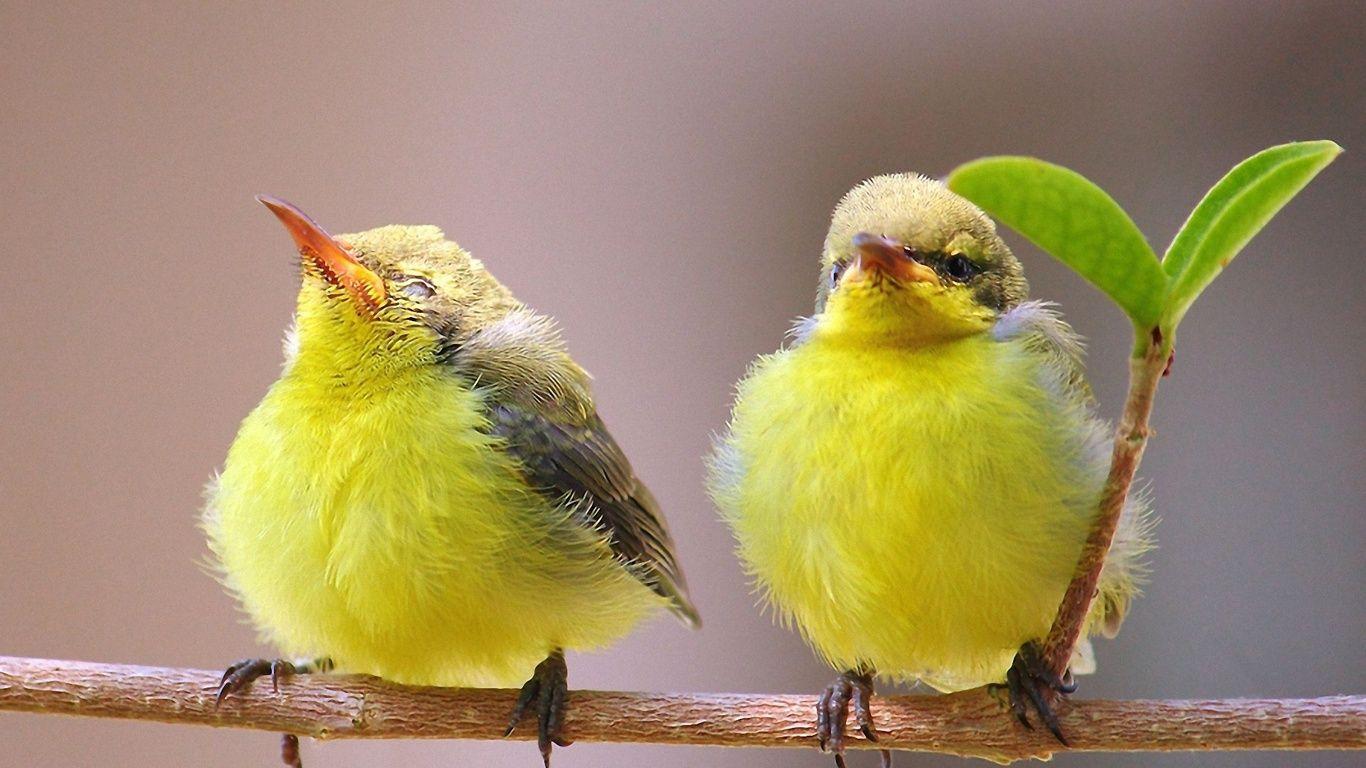 Cute Bird Wallpapers Top Free Cute Bird Backgrounds WallpaperAccess