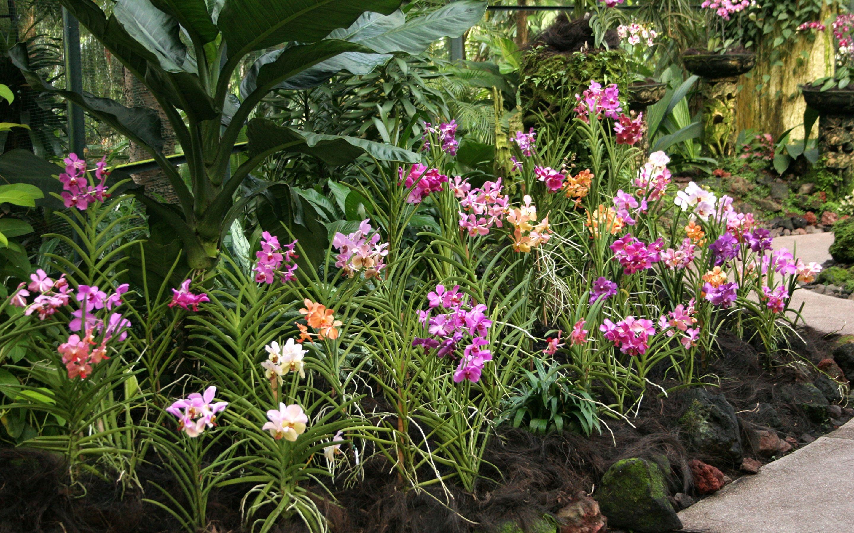 Orchid Garden Wallpapers Top Free Orchid Garden Backgrounds