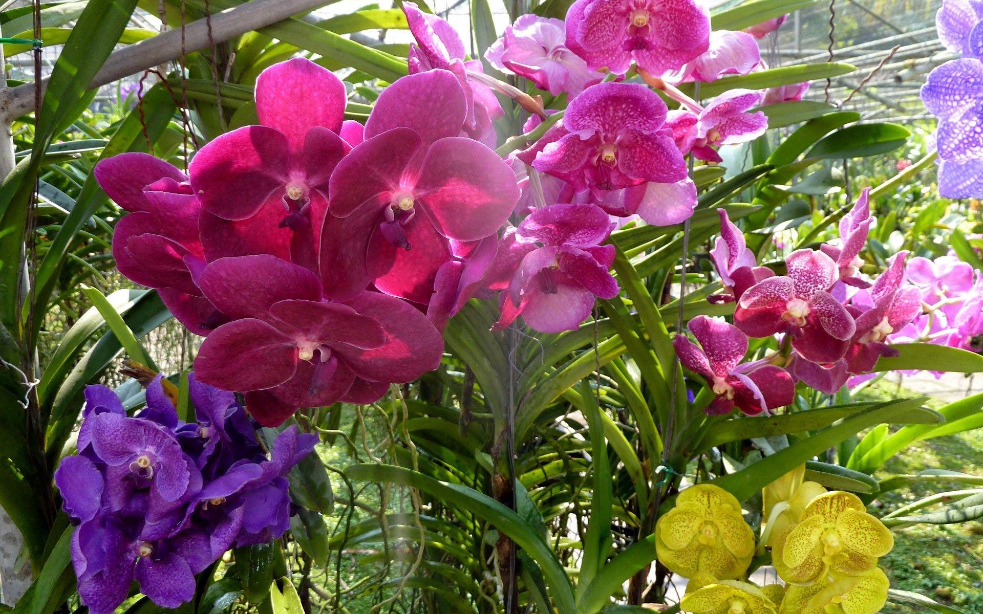 Orchid Garden Wallpapers Top Free Orchid Garden Backgrounds