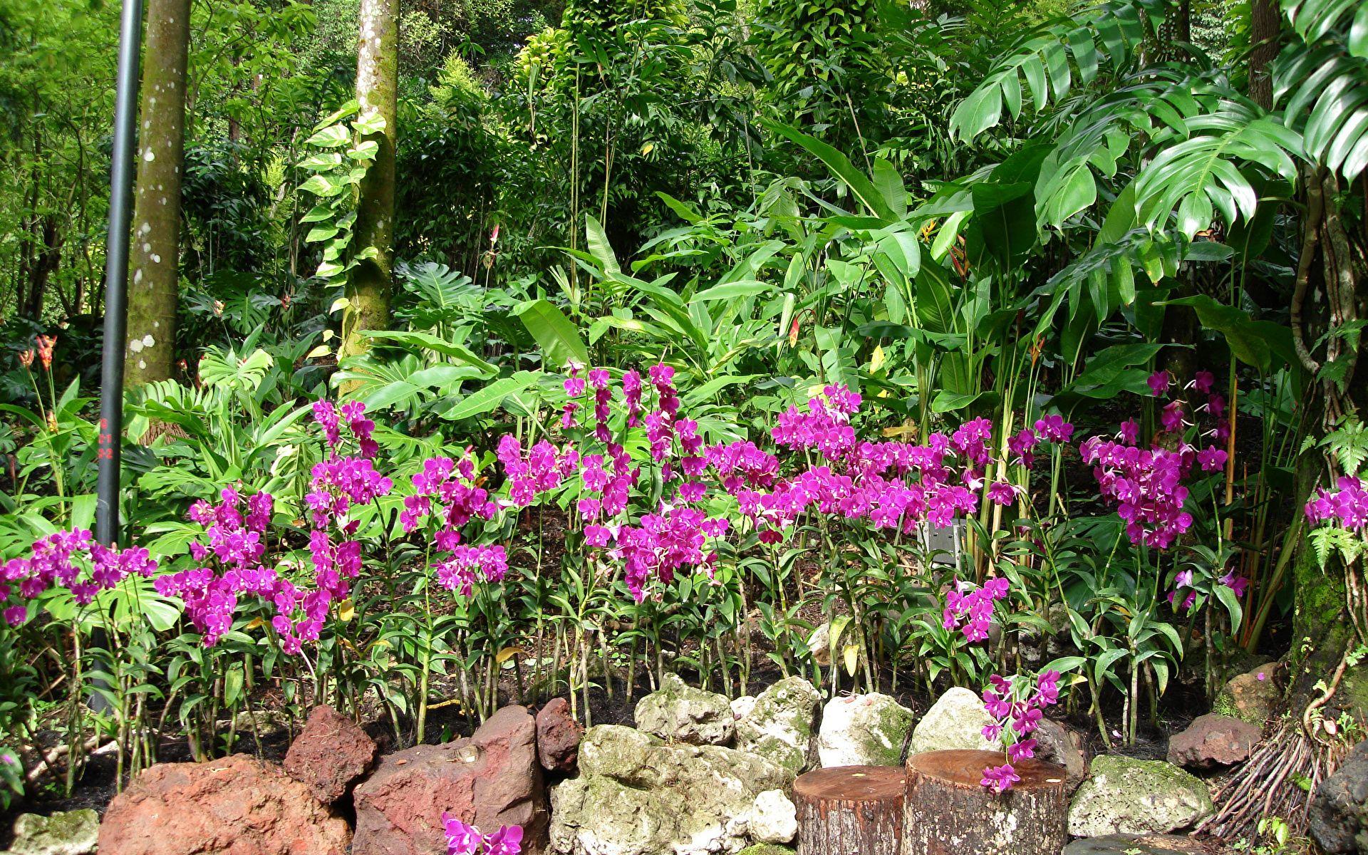 Orchid Garden Wallpapers Top Free Orchid Garden Backgrounds