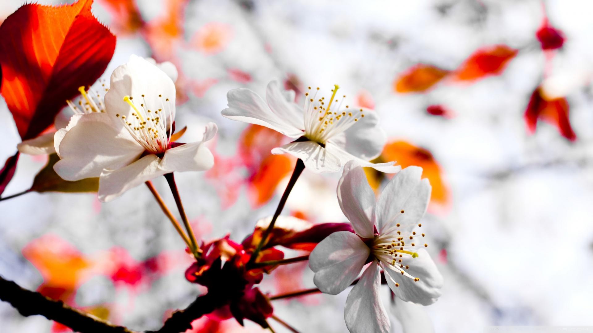 3D Spring Flower Wallpapers Top Free 3D Spring Flower Backgrounds