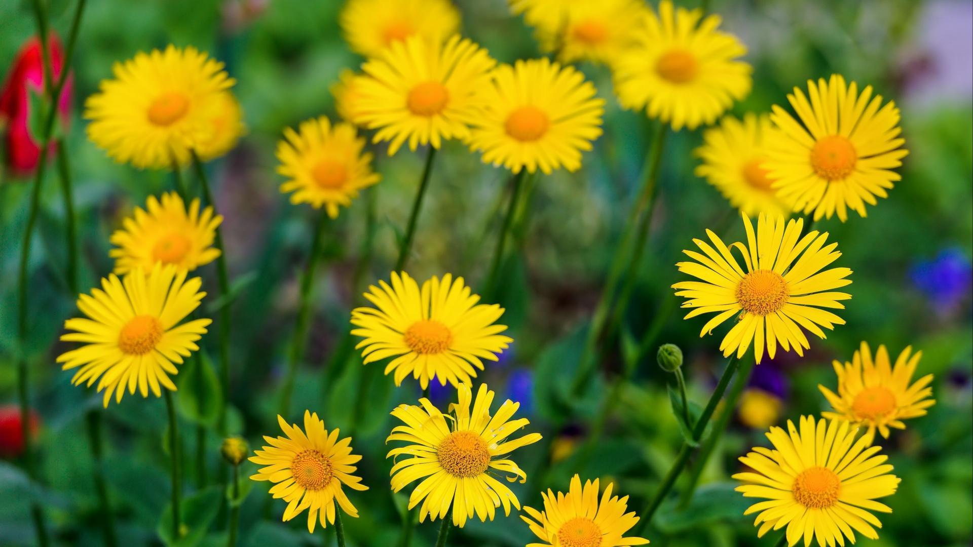 Nature Flower Wallpapers Top Free Nature Flower Backgrounds