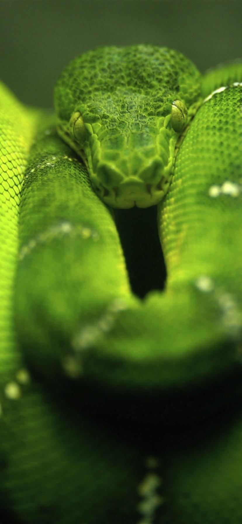 Green iPhone XR Wallpapers Top Free Green iPhone XR Backgrounds