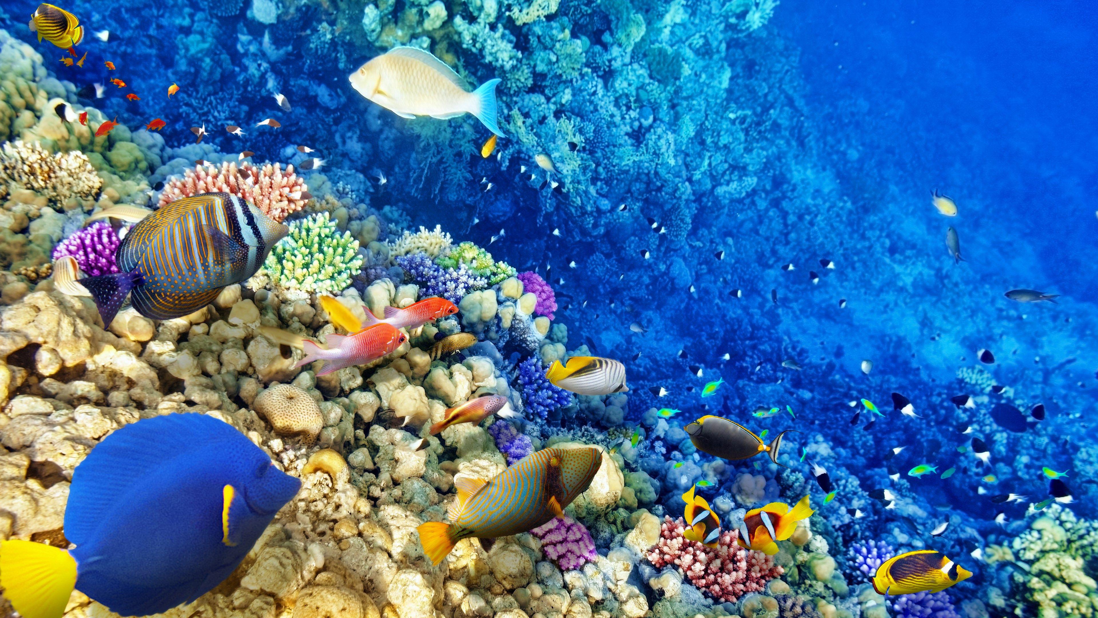 Coral Reef 4K Dual Monitor Wallpapers Top Free Coral Reef 4K Dual