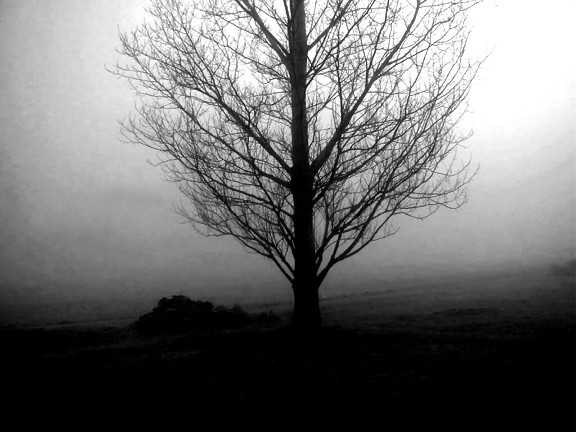 Dark Tree HD Wallpapers Top Free Dark Tree HD Backgrounds WallpaperAccess