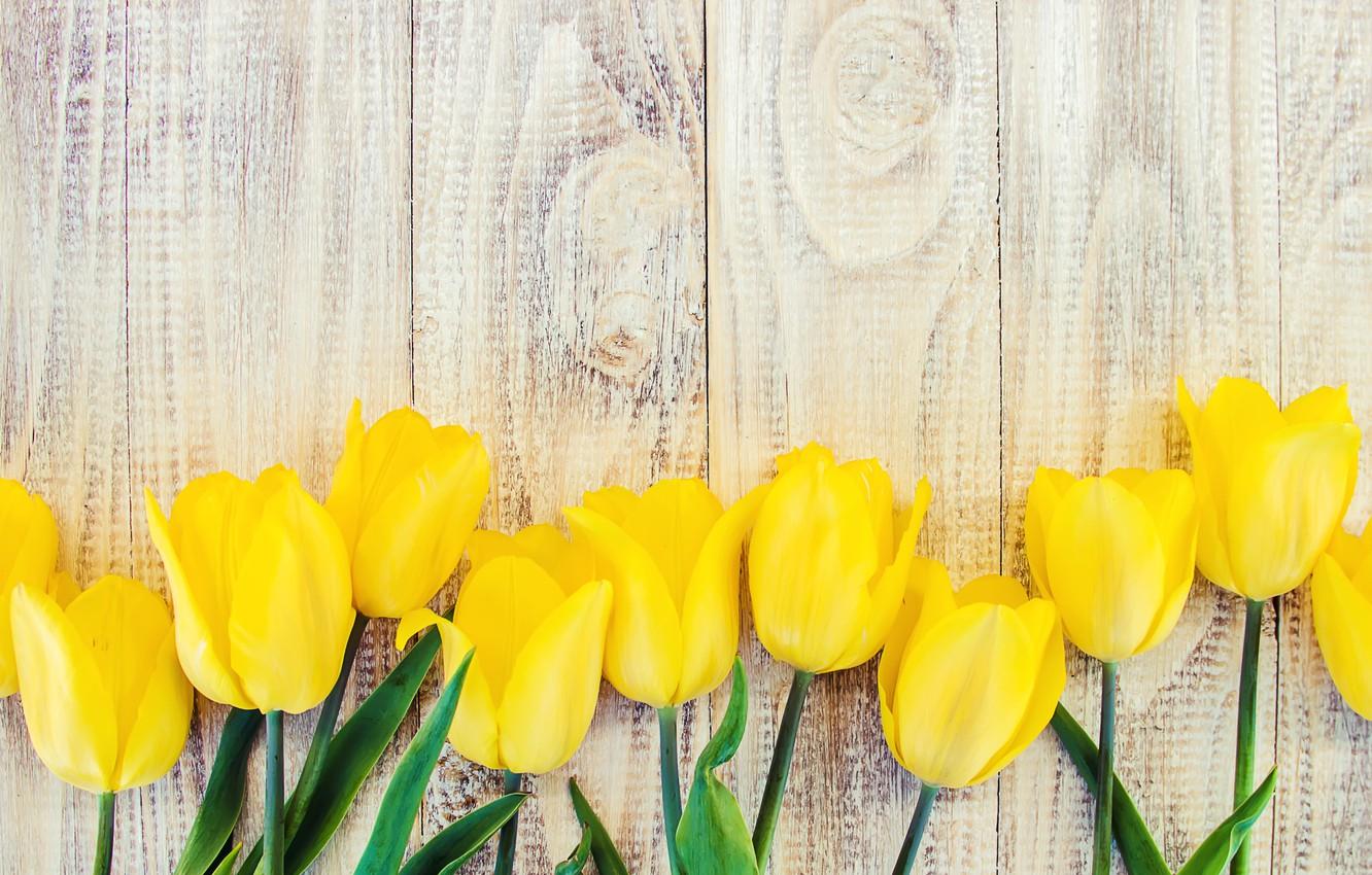 Yellow Tulips Desktop Wallpapers Top Free Yellow Tulips Desktop