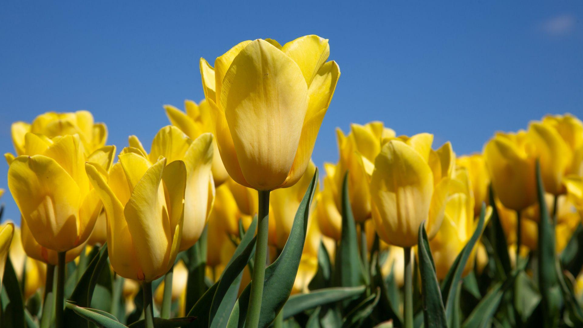 Yellow Tulips Desktop Wallpapers Top Free Yellow Tulips Desktop