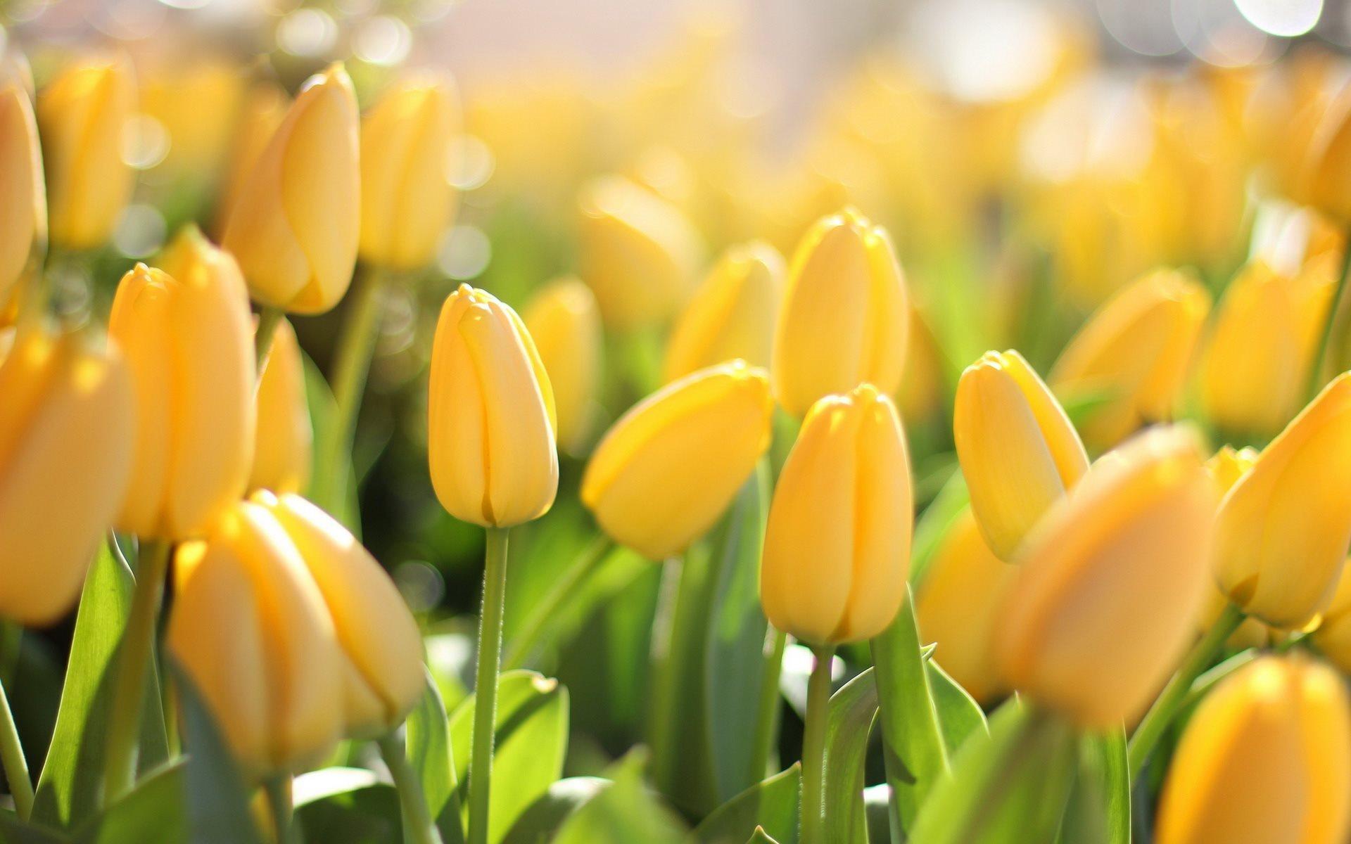 Yellow Tulips Desktop Wallpapers Top Free Yellow Tulips Desktop