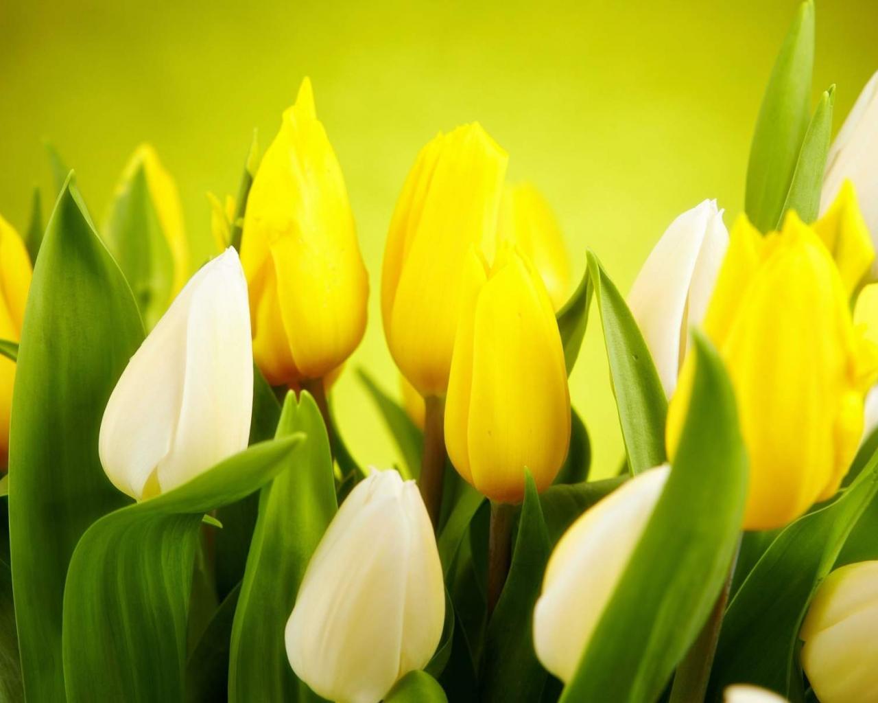 Yellow Tulips Desktop Wallpapers Top Free Yellow Tulips Desktop