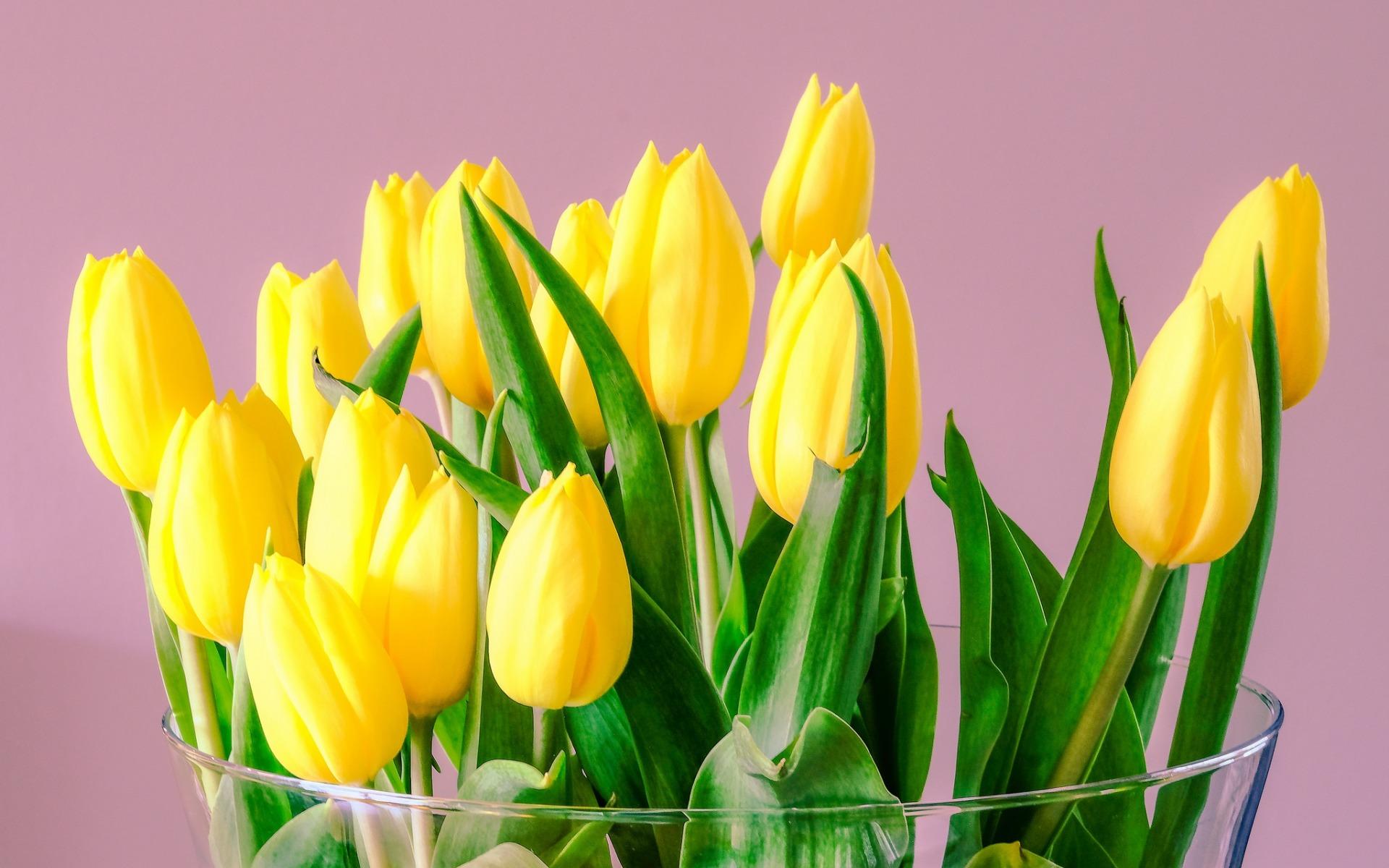 Yellow Tulips Desktop Wallpapers Top Free Yellow Tulips Desktop