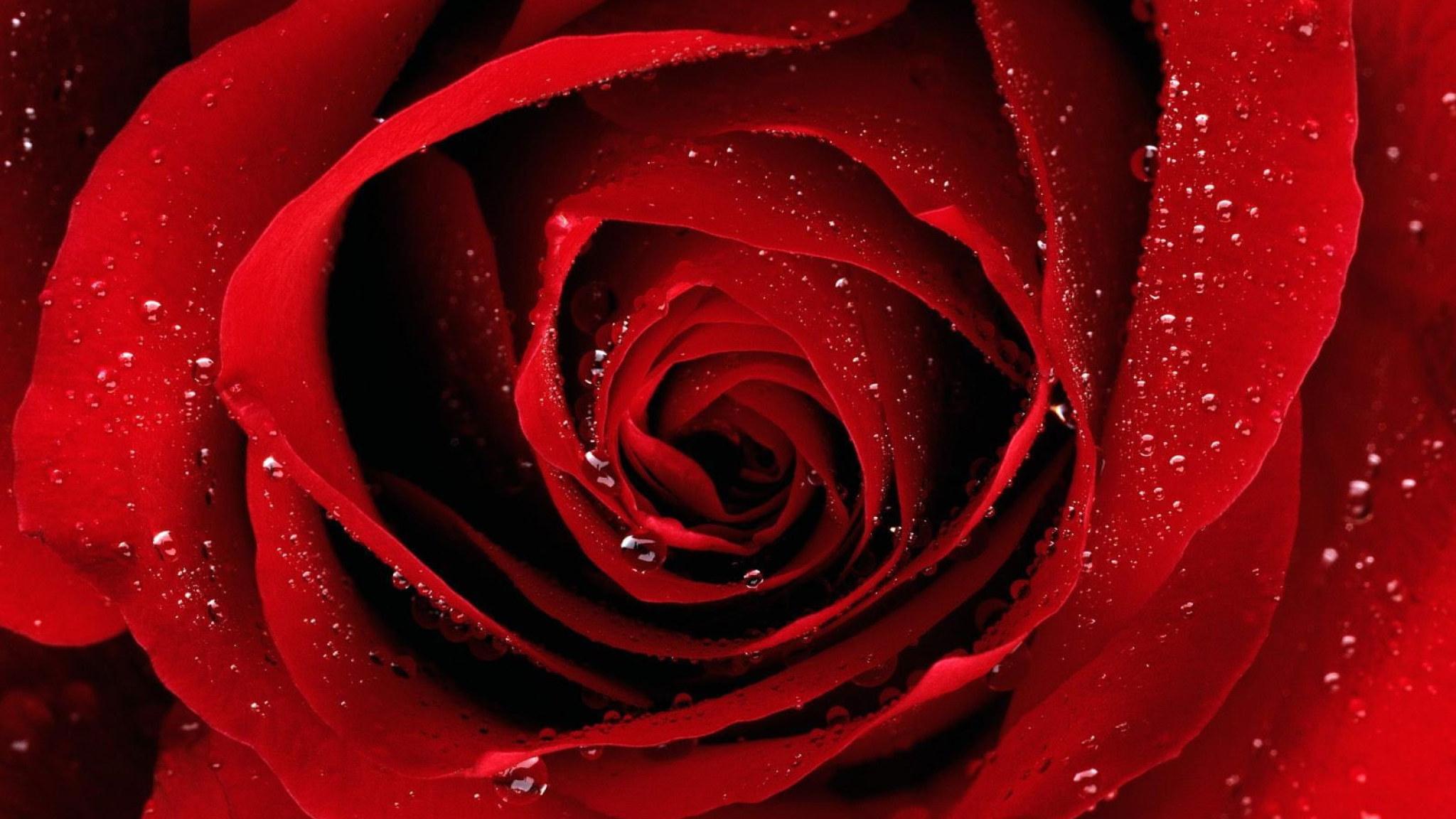 Red Rose Laptop Wallpapers Top Free Red Rose Laptop Backgrounds