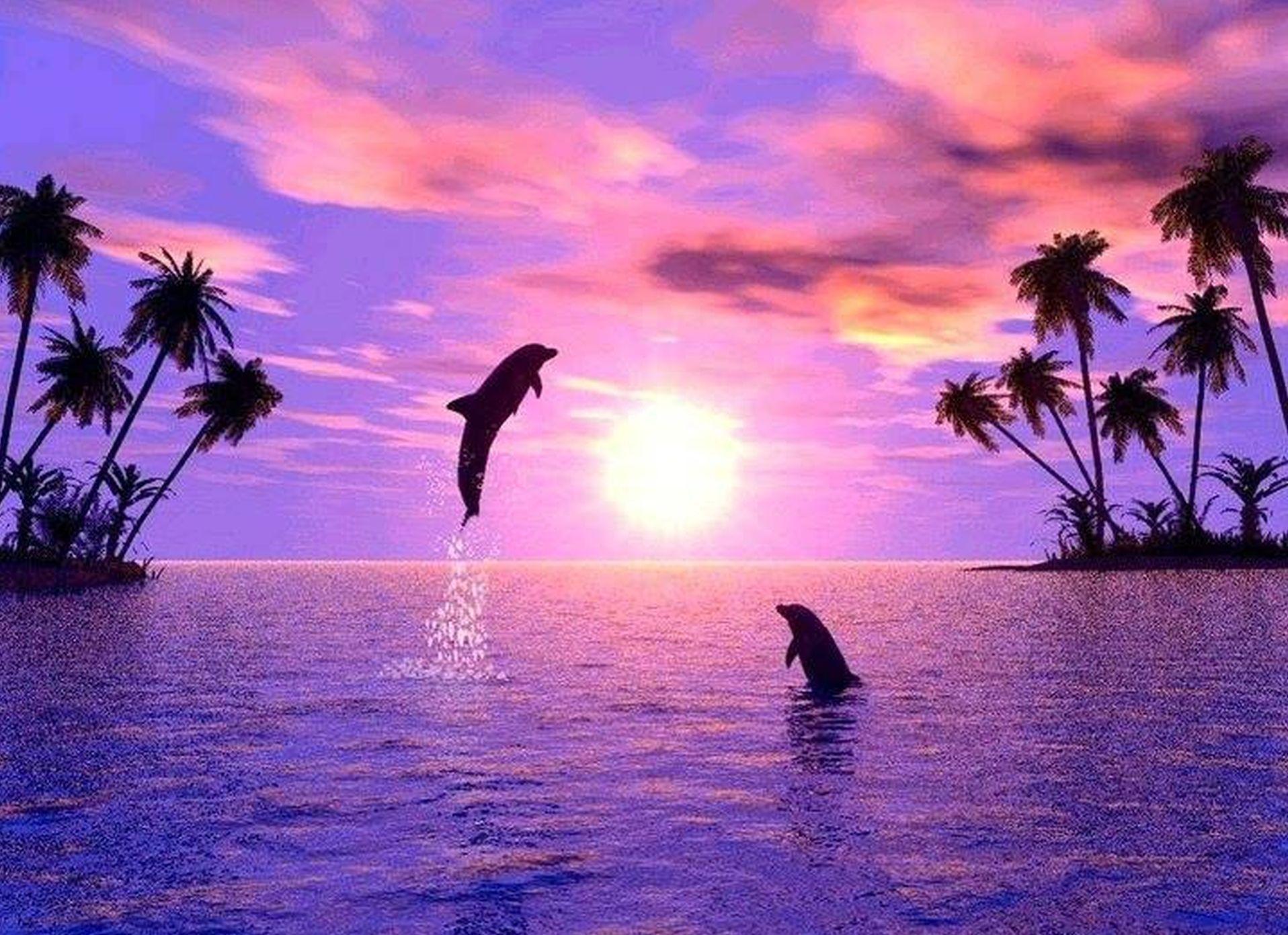 Cute Dolphins Wallpapers Top Free Cute Dolphins Backgrounds