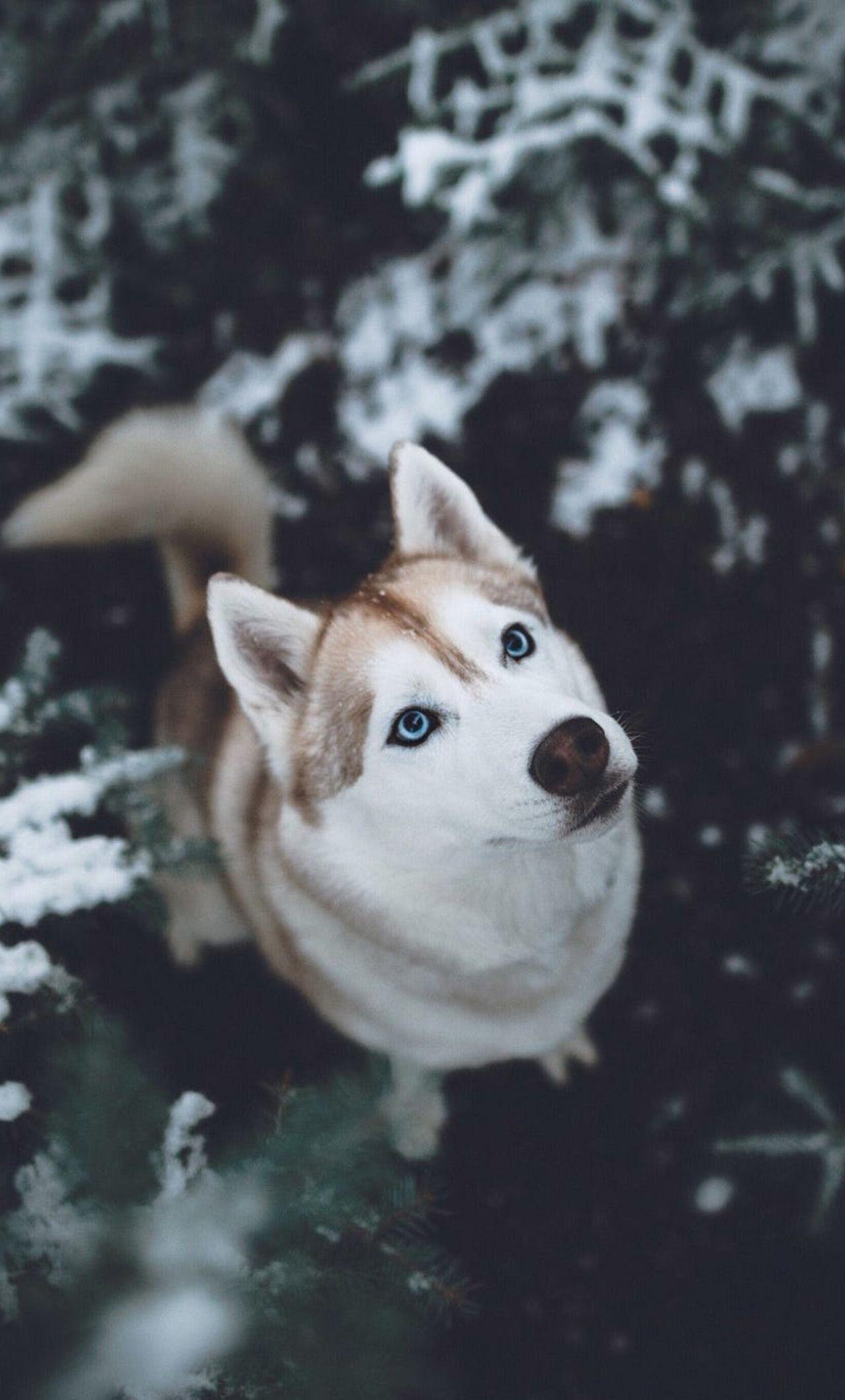 Husky iPhone Wallpapers Top Free Husky iPhone Backgrounds