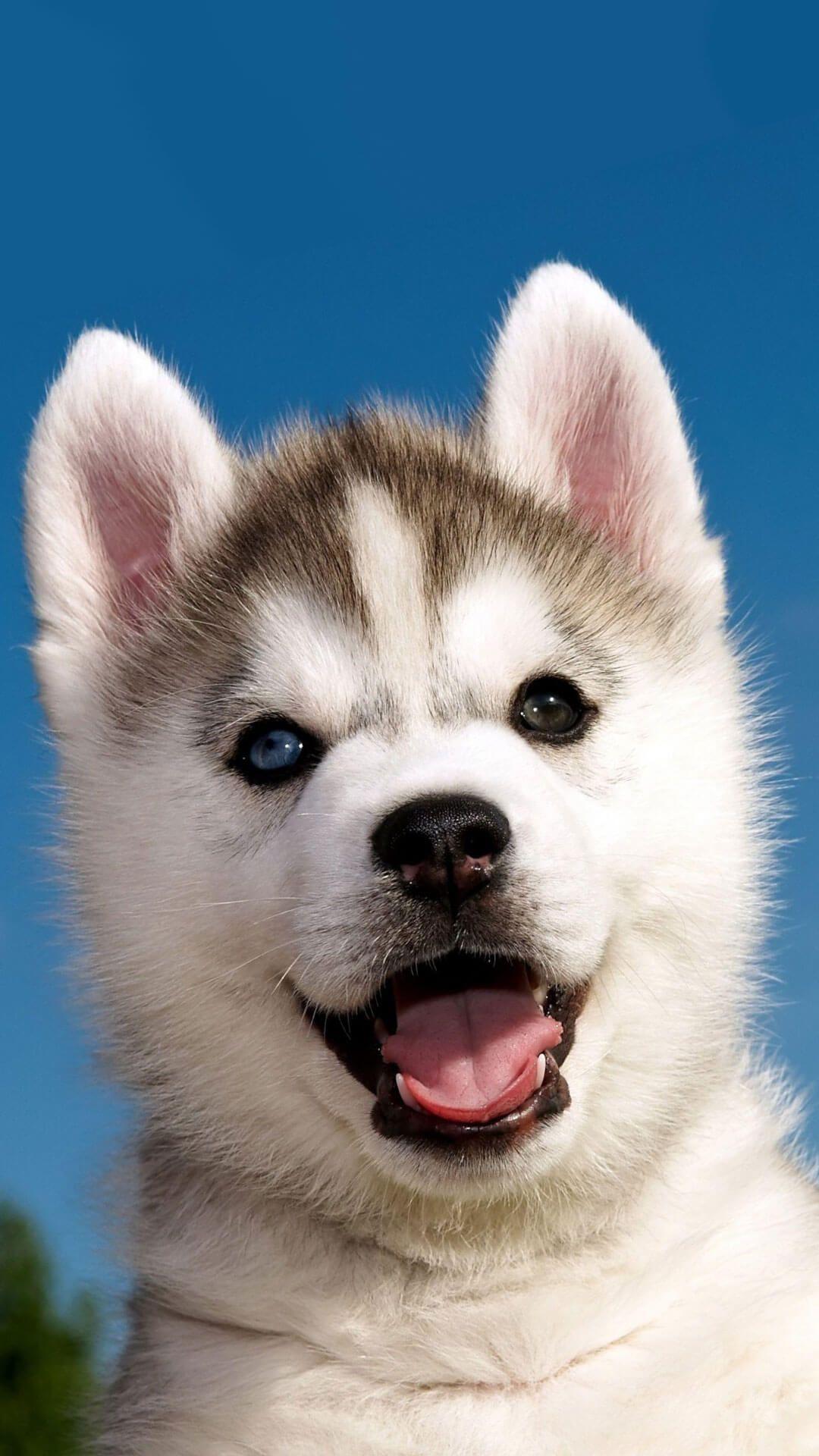 Husky iPhone Wallpapers Top Free Husky iPhone Backgrounds
