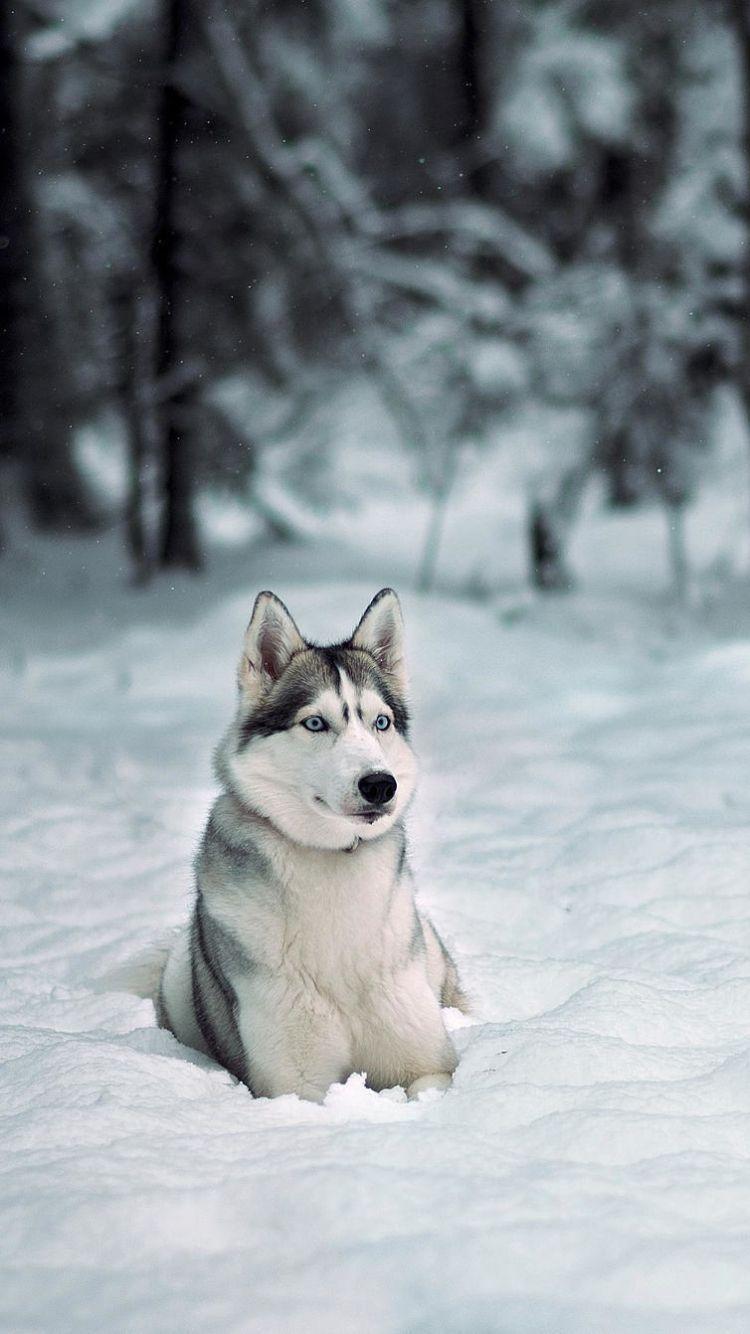 Husky iPhone Wallpapers Top Free Husky iPhone Backgrounds