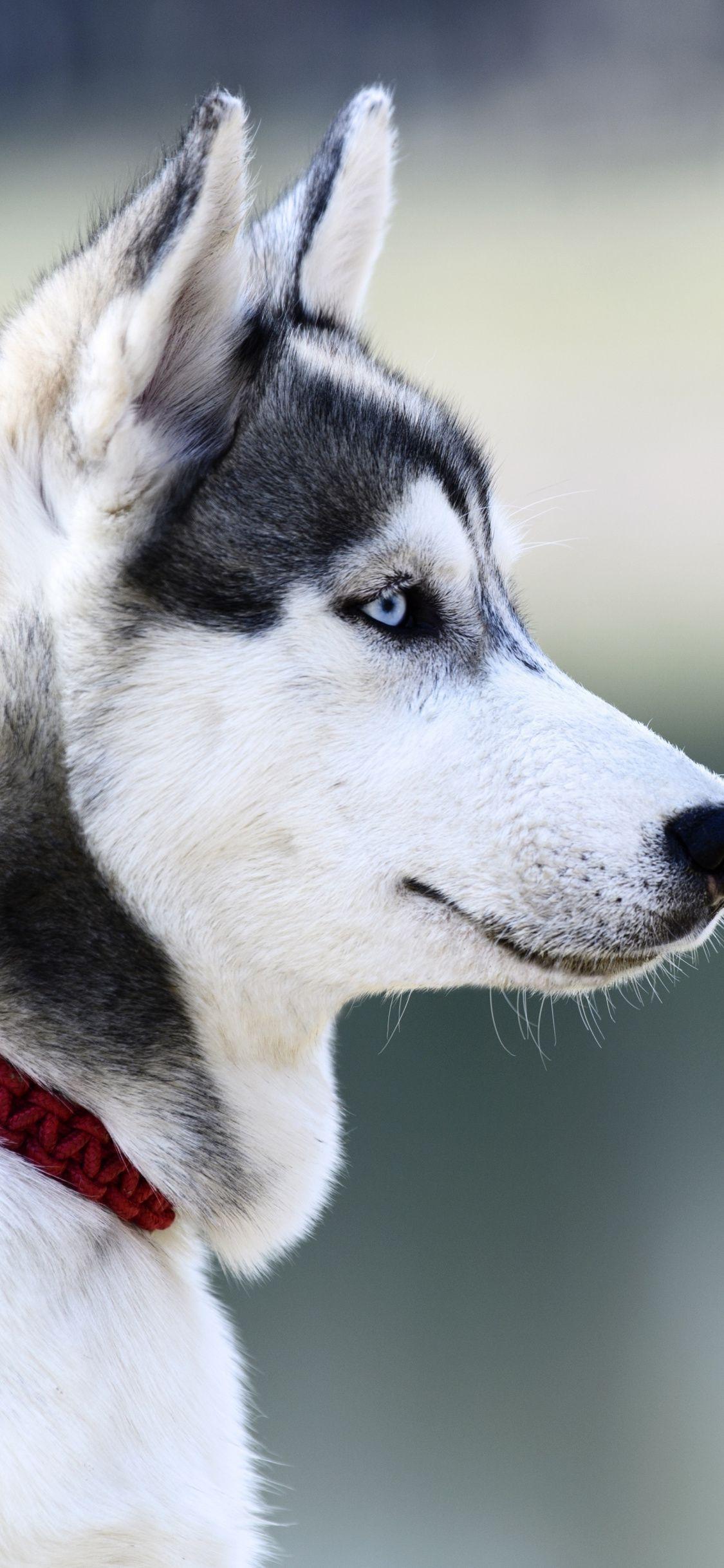 Husky Dog Wallpaper Iphone Hd PetsWall
