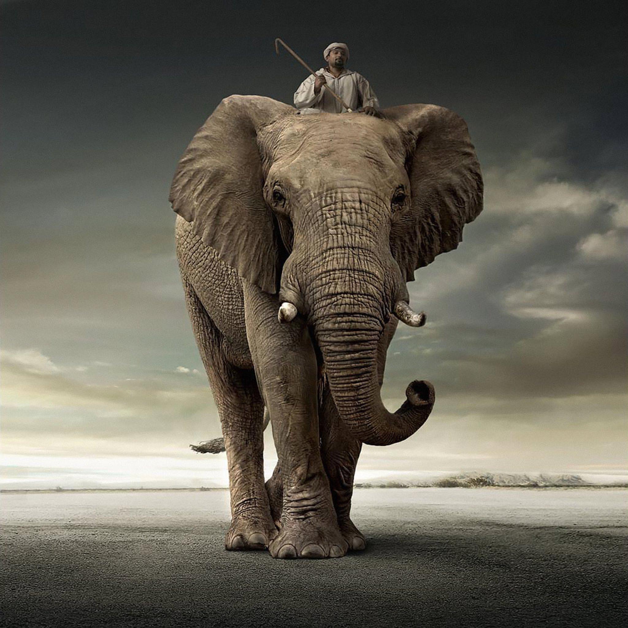 Elephant iPad Wallpapers Top Free Elephant iPad Backgrounds