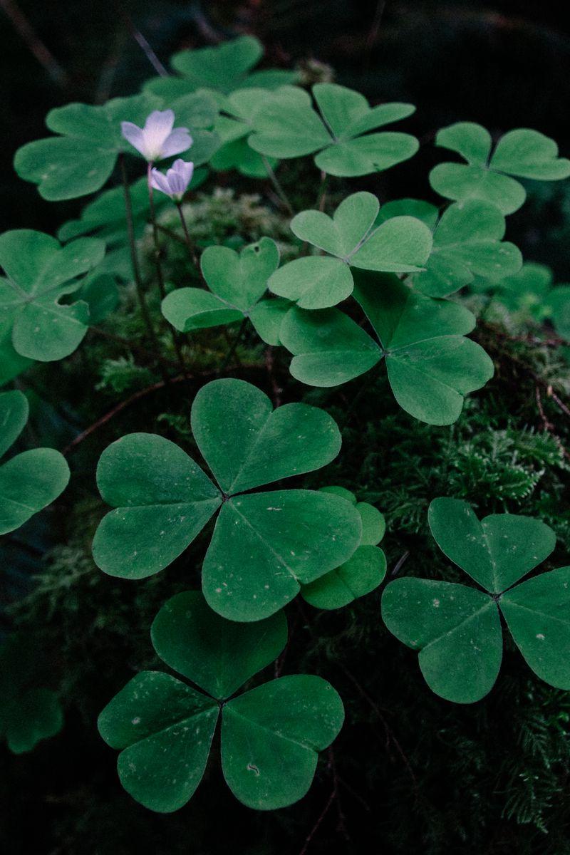 Clover iPhone Wallpapers Top Free Clover iPhone Backgrounds