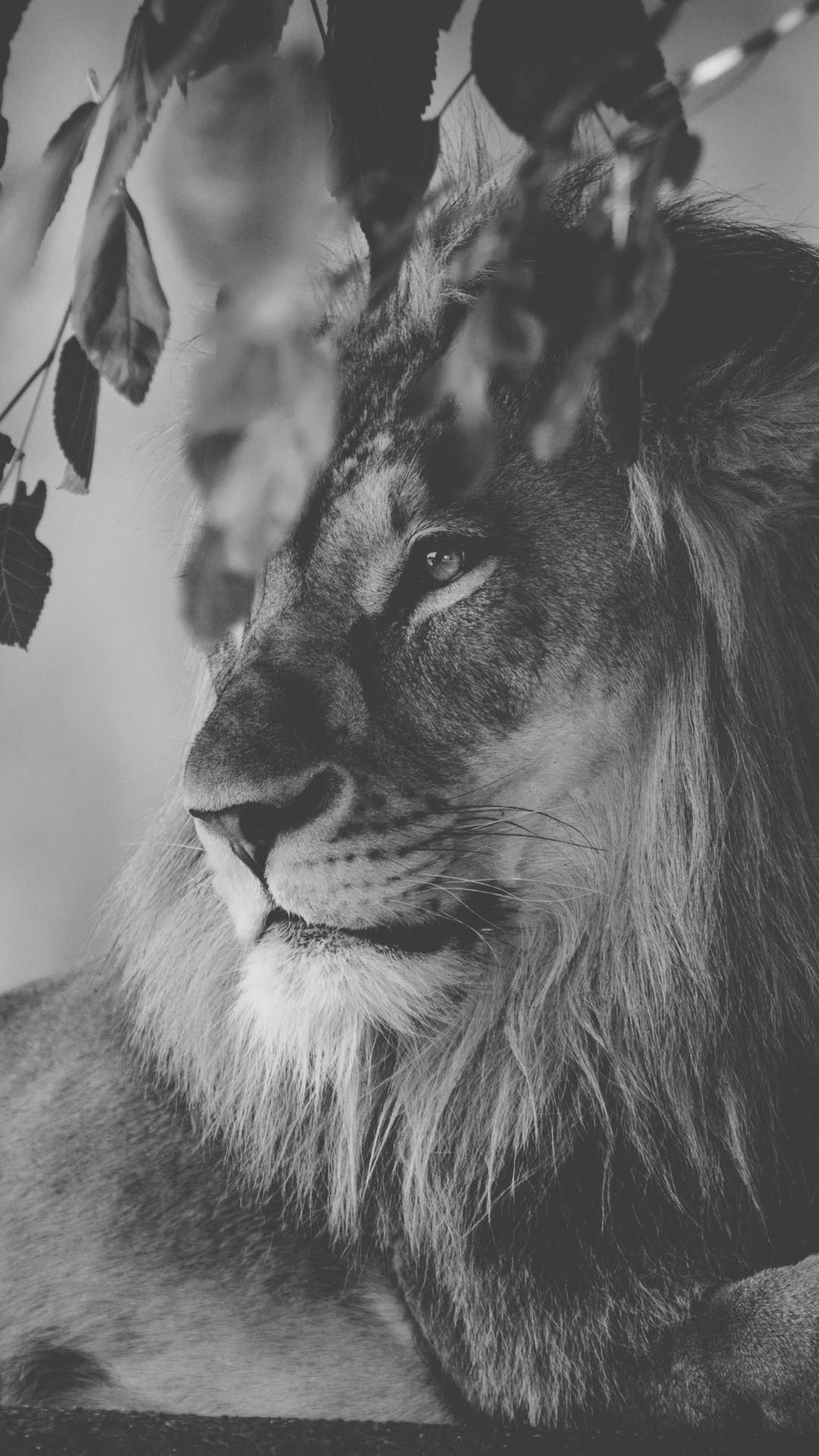 White Lion iPhone Wallpapers Top Free White Lion iPhone Backgrounds WallpaperAccess