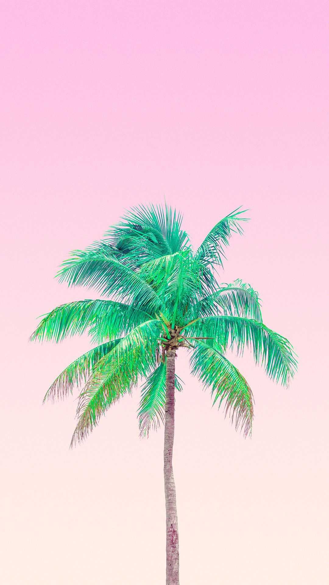 Cool Palm Tree Wallpapers Top Free Cool Palm Tree Backgrounds