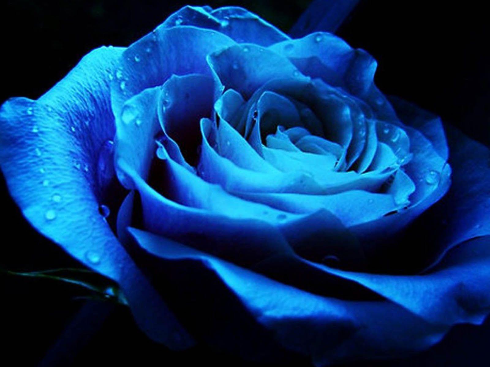 Blue and Pink Rose Wallpapers Top Free Blue and Pink Rose Backgrounds