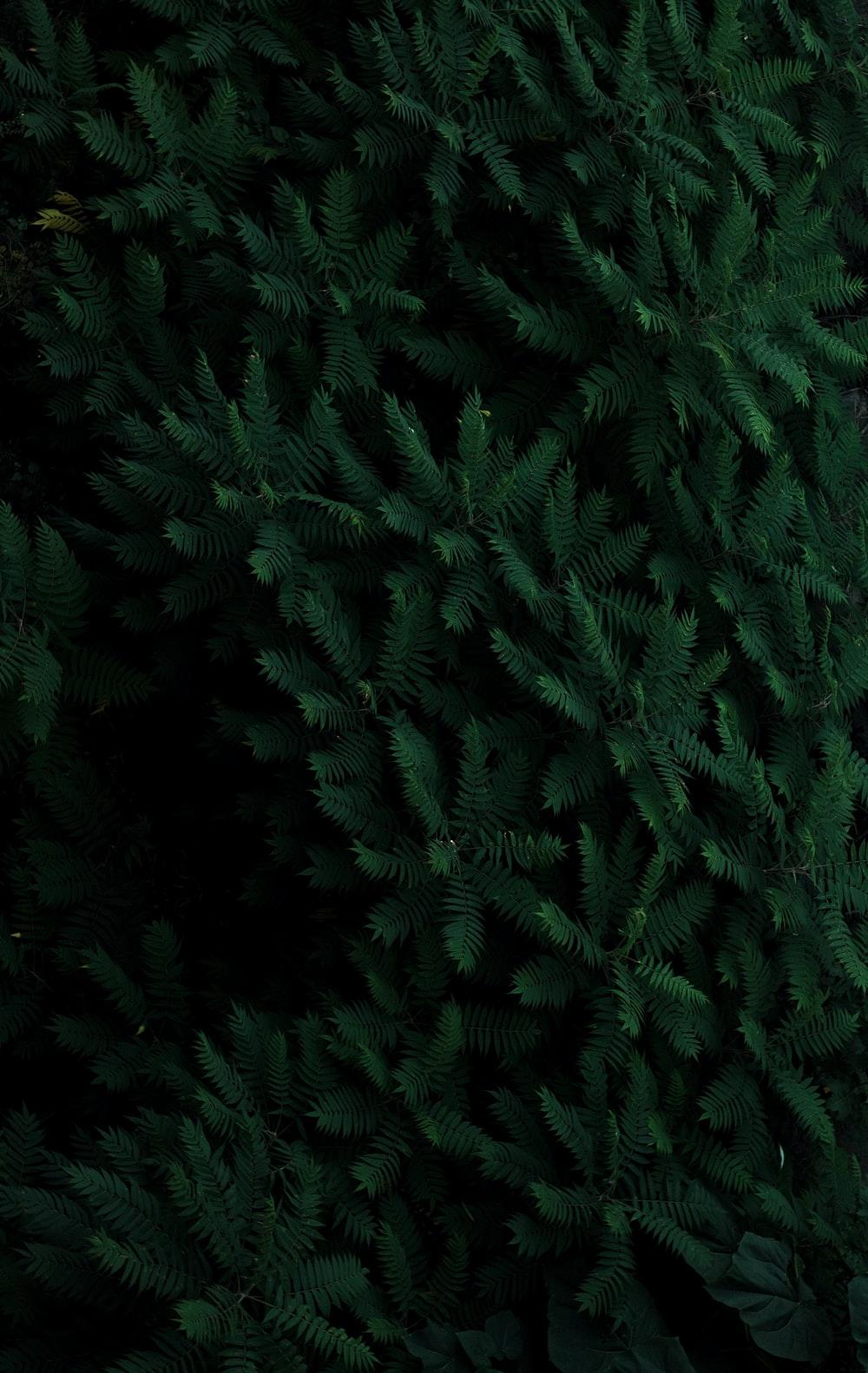 Pine Needles Wallpapers Top Free Pine Needles Backgrounds
