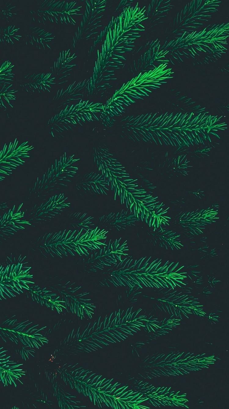 Pine Needles Wallpapers Top Free Pine Needles Backgrounds