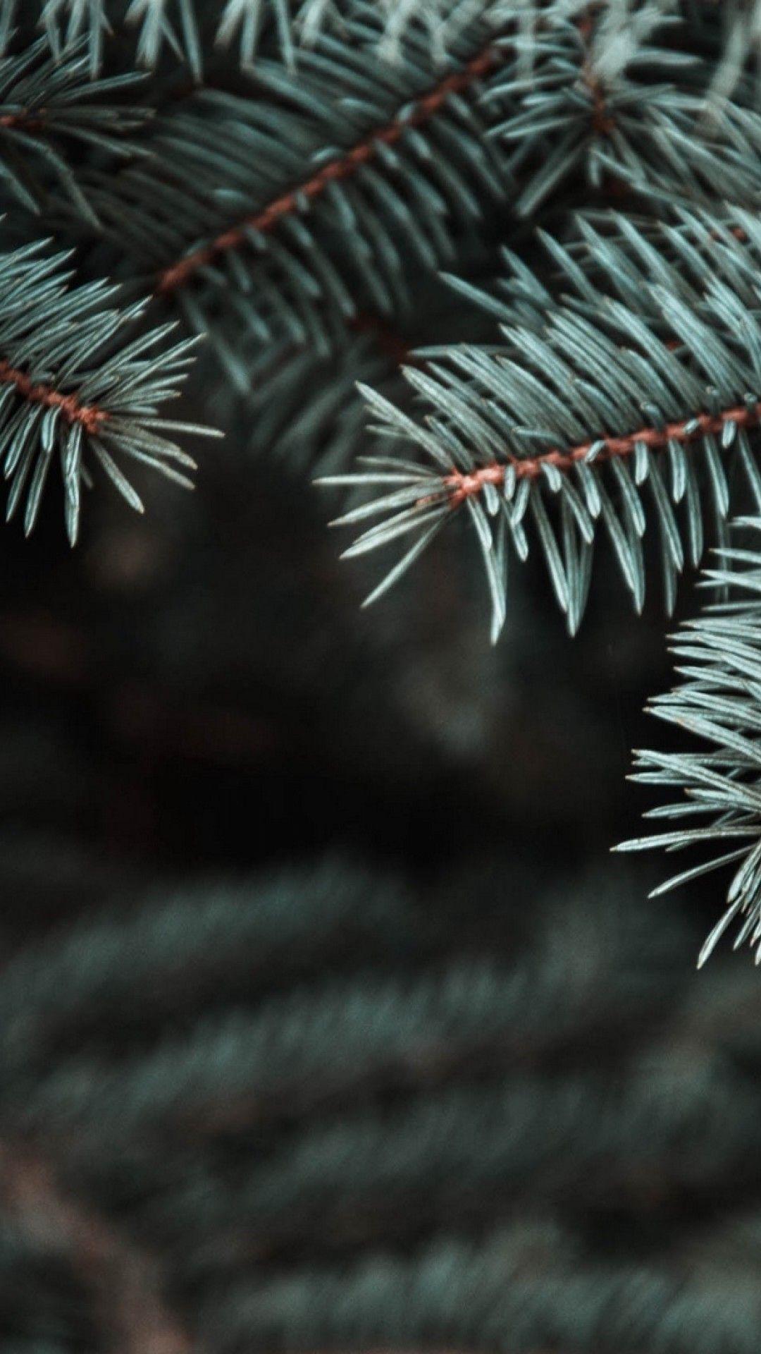 Pine Needles Wallpapers Top Free Pine Needles Backgrounds