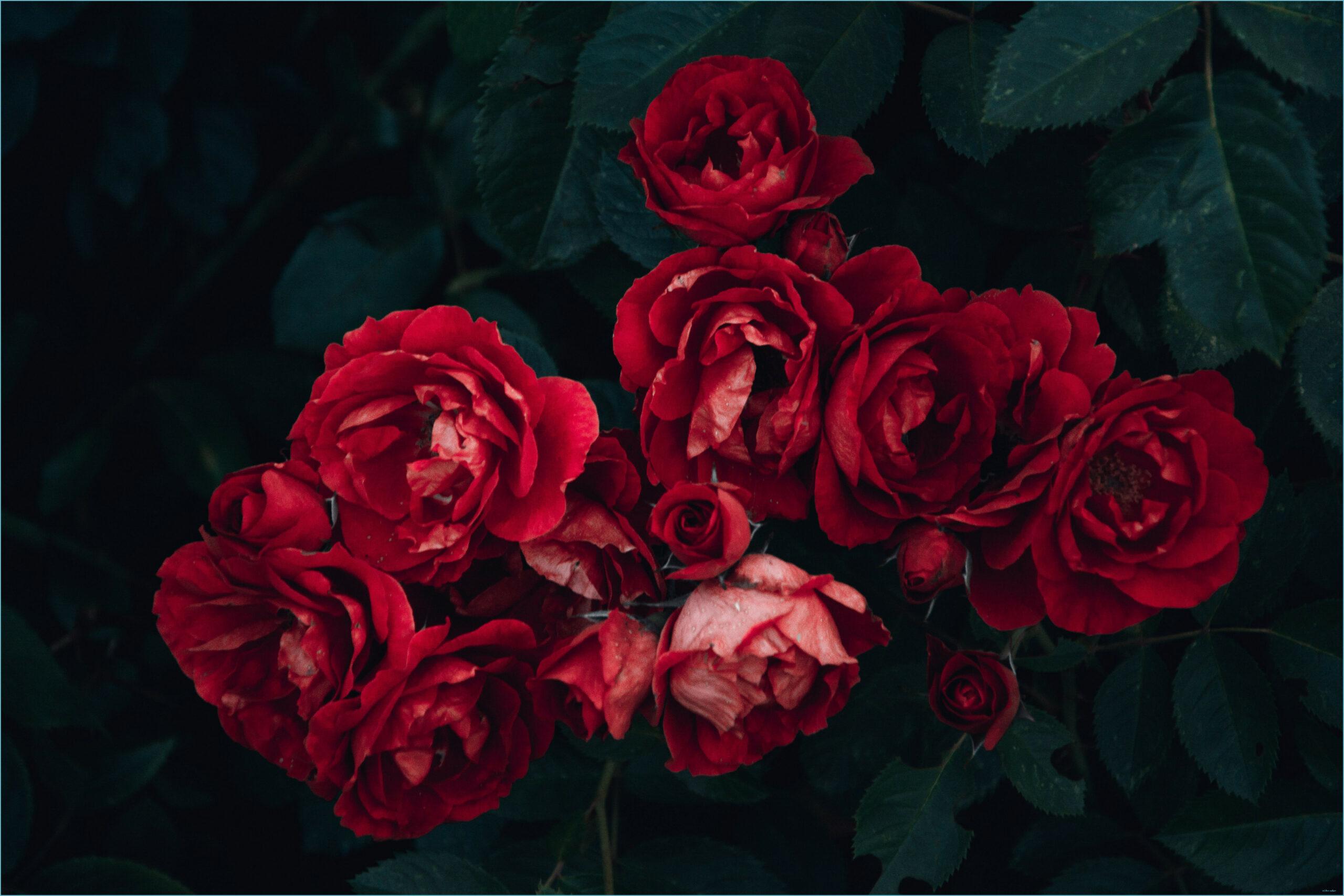 Red and Blue Flower Wallpapers Top Free Red and Blue Flower