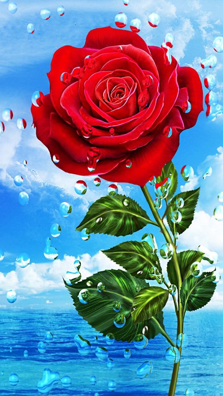 Red and Blue Flower Wallpapers Top Free Red and Blue Flower