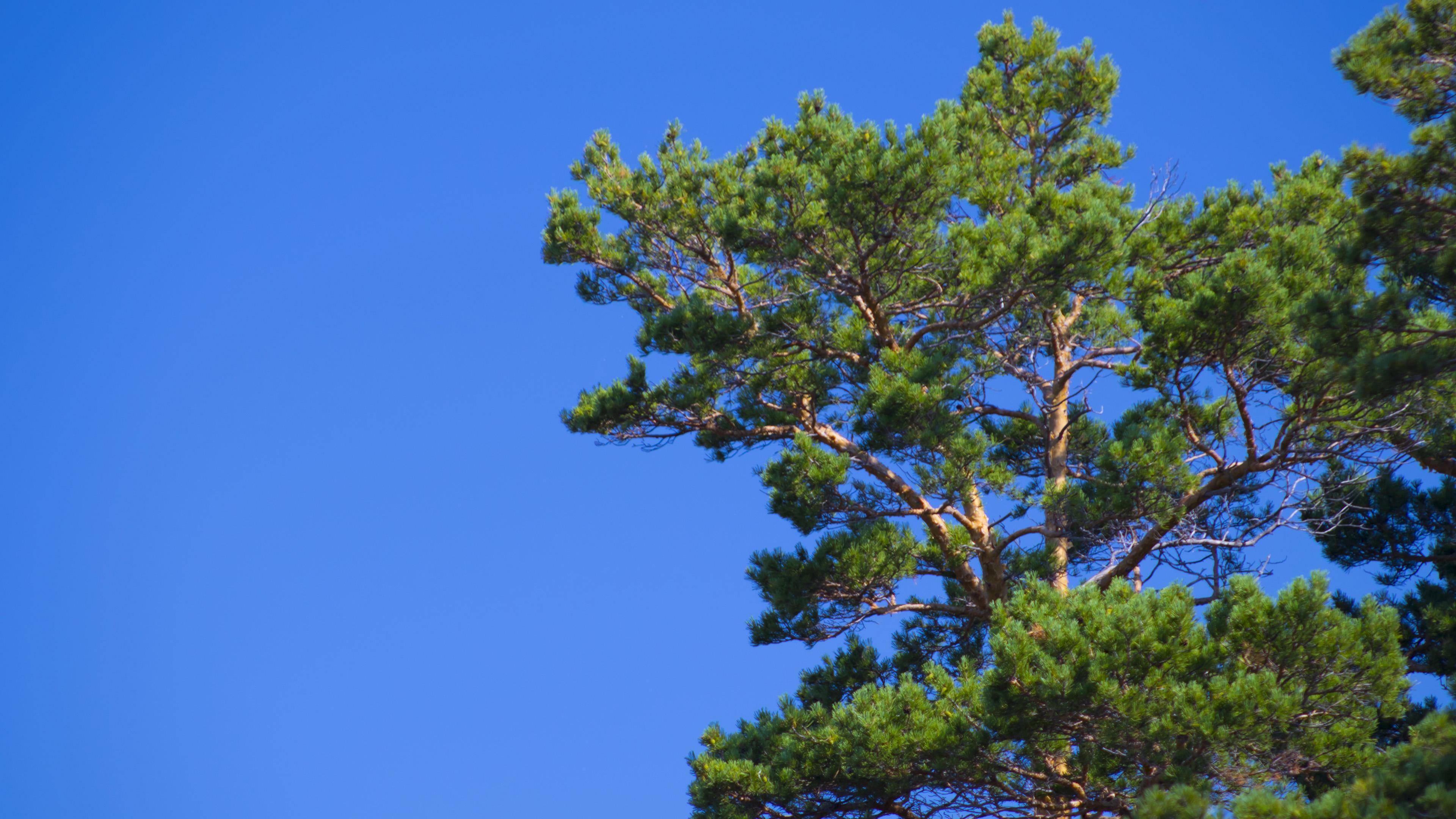 4K Pine Wallpapers Top Free 4K Pine Backgrounds WallpaperAccess