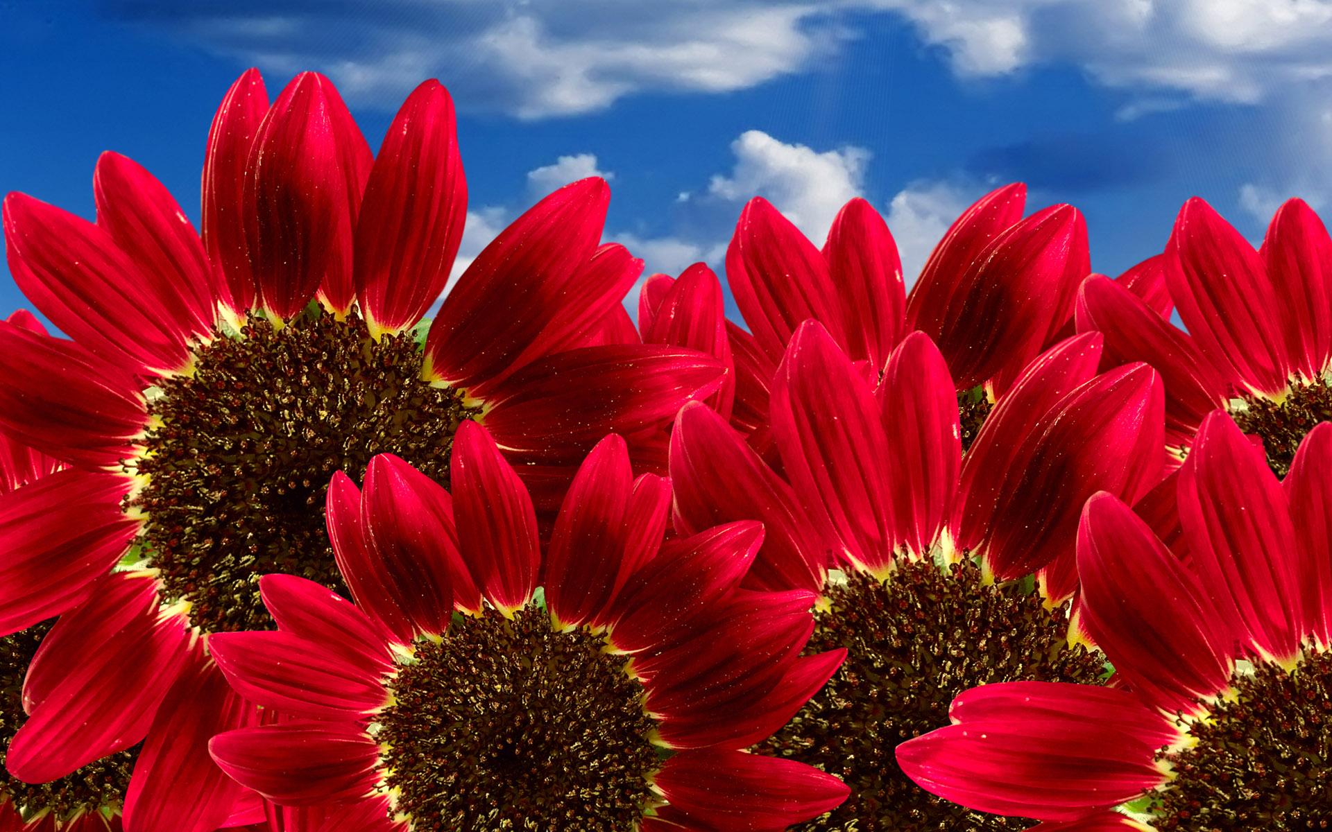 Red and Blue Flower Wallpapers Top Free Red and Blue Flower