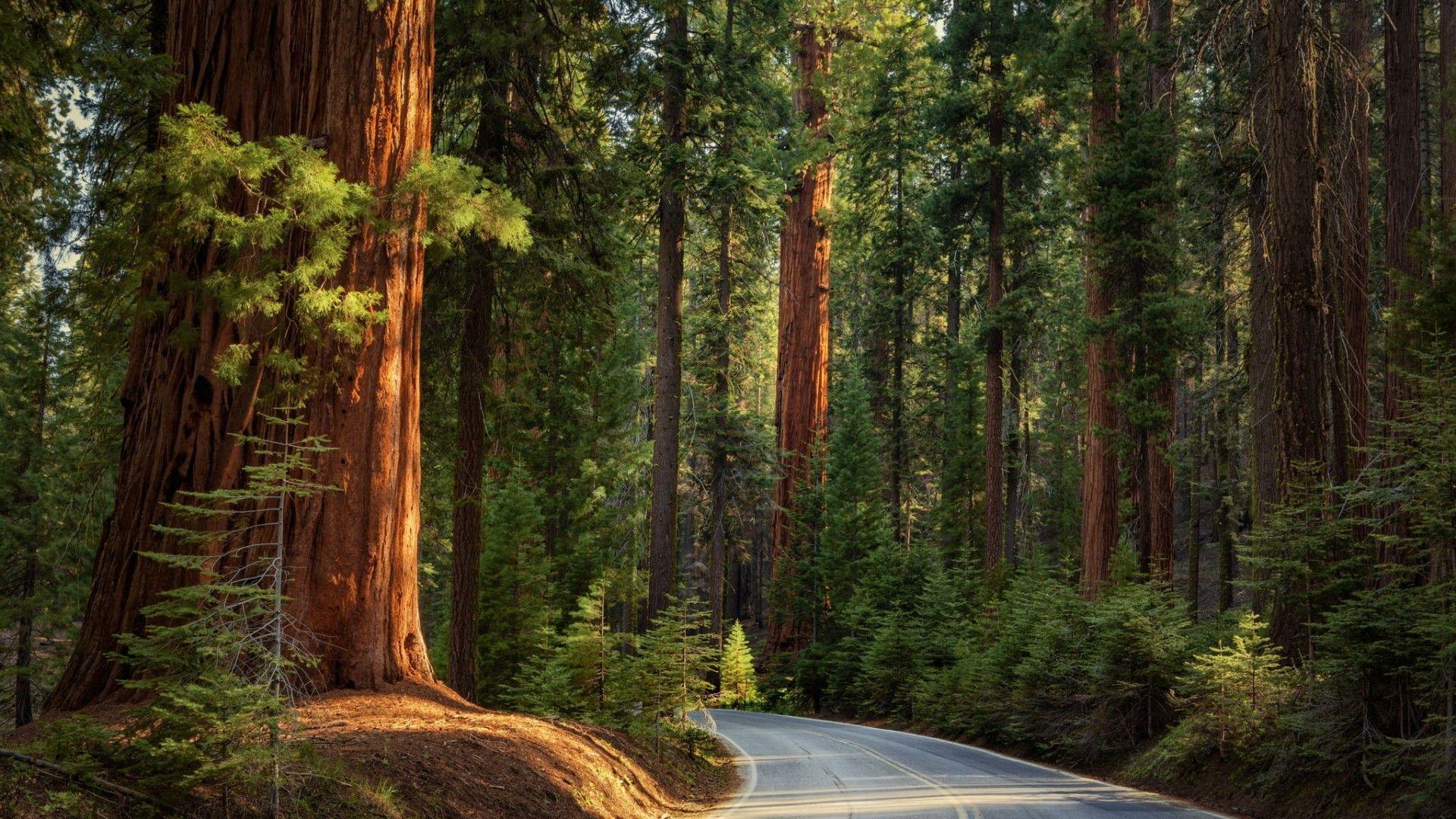 4K Pine Wallpapers Top Free 4K Pine Backgrounds WallpaperAccess