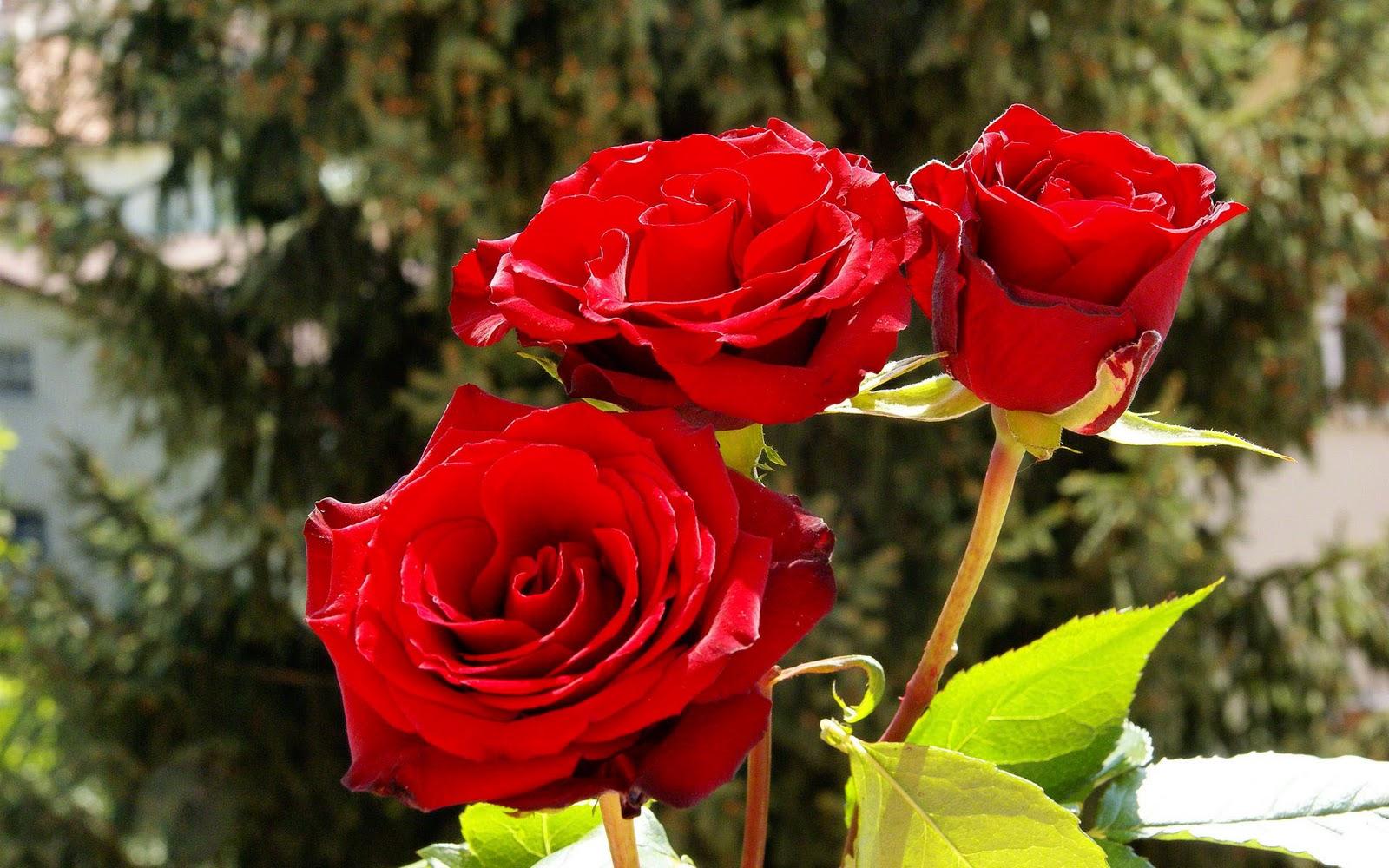 Red and Blue Flower Wallpapers Top Free Red and Blue Flower